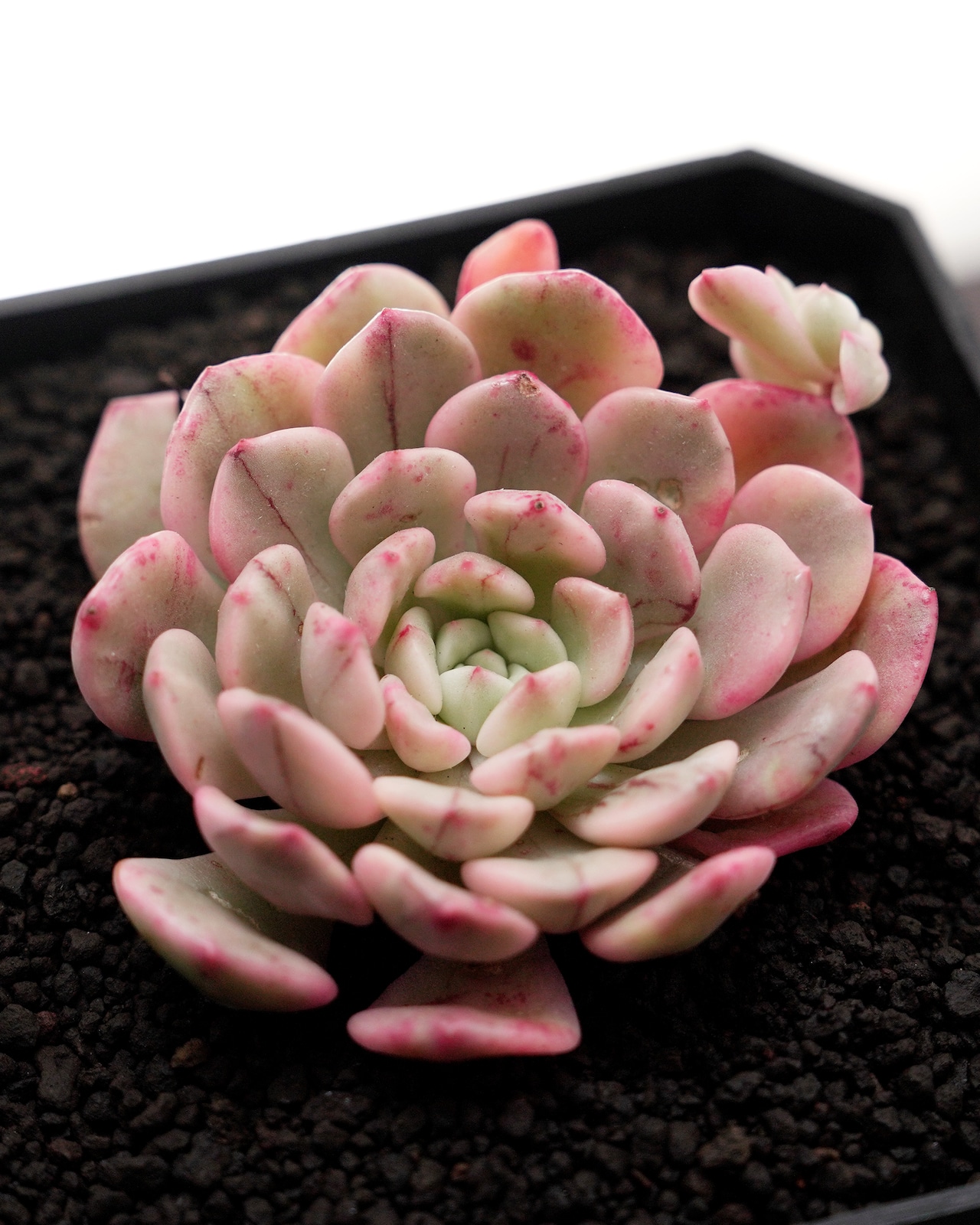 カット苗 ホワイトルビー錦 Sedeveria 'White Ruby' Variegated