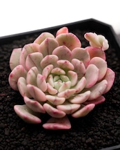 カット苗 ホワイトルビー錦 Sedeveria 'White Ruby' Variegated