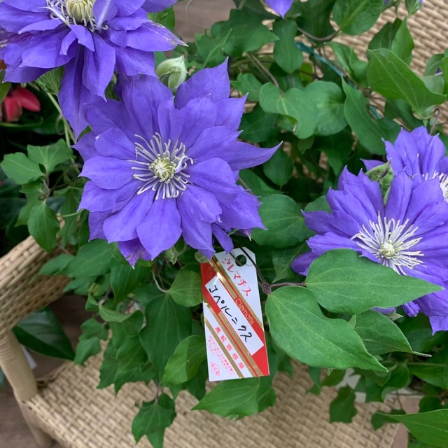 ビチセラ系 新枝咲き 色素薄い系ブルーが美しい 多花性 クレマチス コペルニクス シャン ド フルール 鹿児島市にある園芸店 観葉植物 花 寄せ植え お庭 Diy ビチセラ系 新枝咲き 色素薄い系ブルーが美しい 多花性 クレマチス コペルニクス シャン ド フルール 鹿児島市にある園芸店 観葉植物 花 寄せ植え お庭 Diy