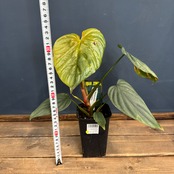 【クリアランス】フィロデンドロン sp コロンビア【266】