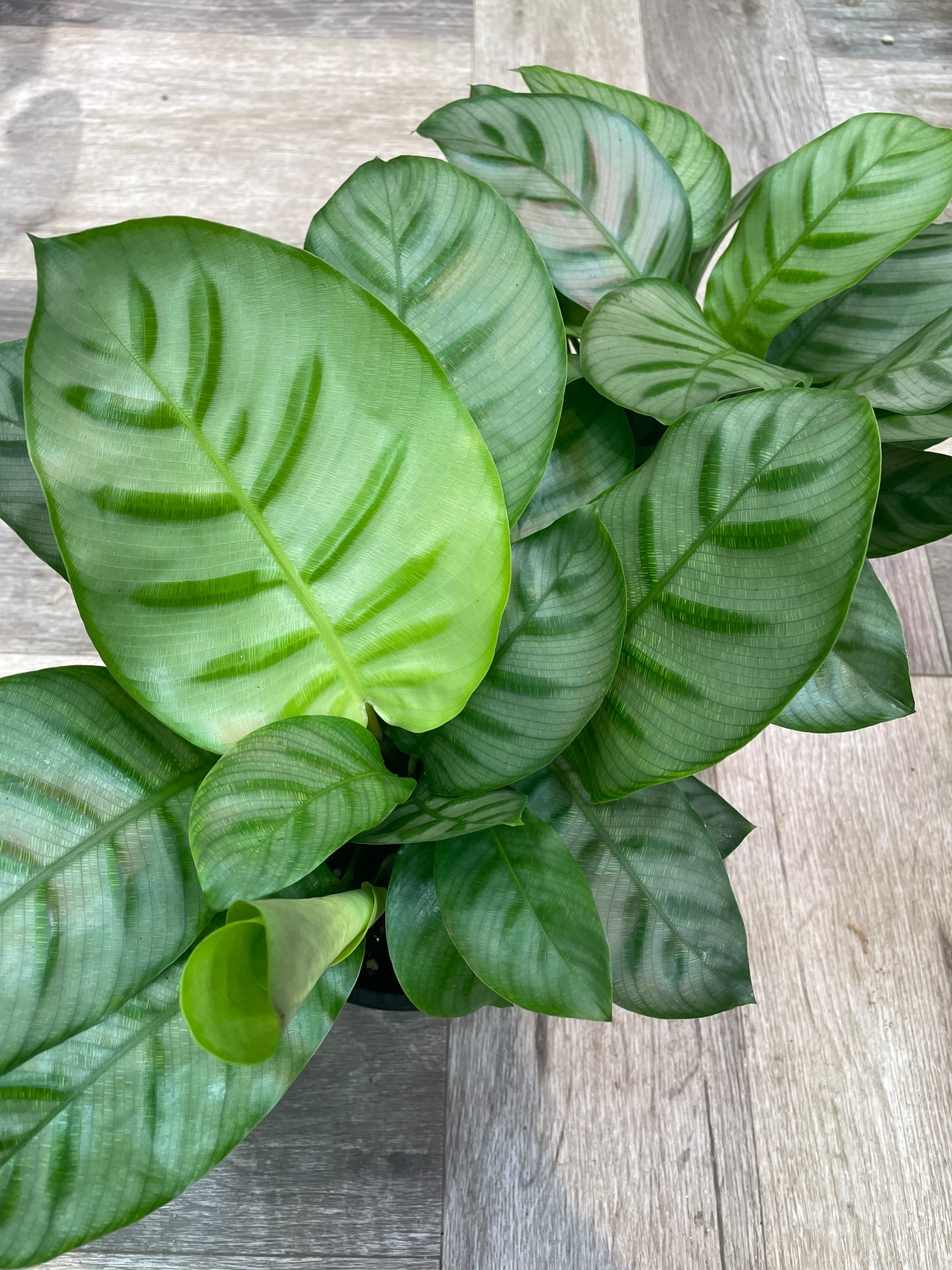 カラテア・ベラ | Gardenえん 【観葉熱帯植物・多肉植物】