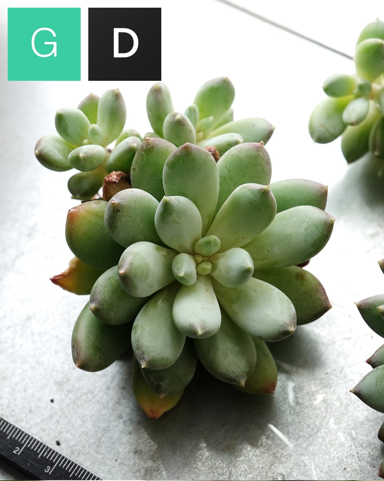 一部発根済カット苗 天使の翼 L Echeveria 'Angel’s Wings'