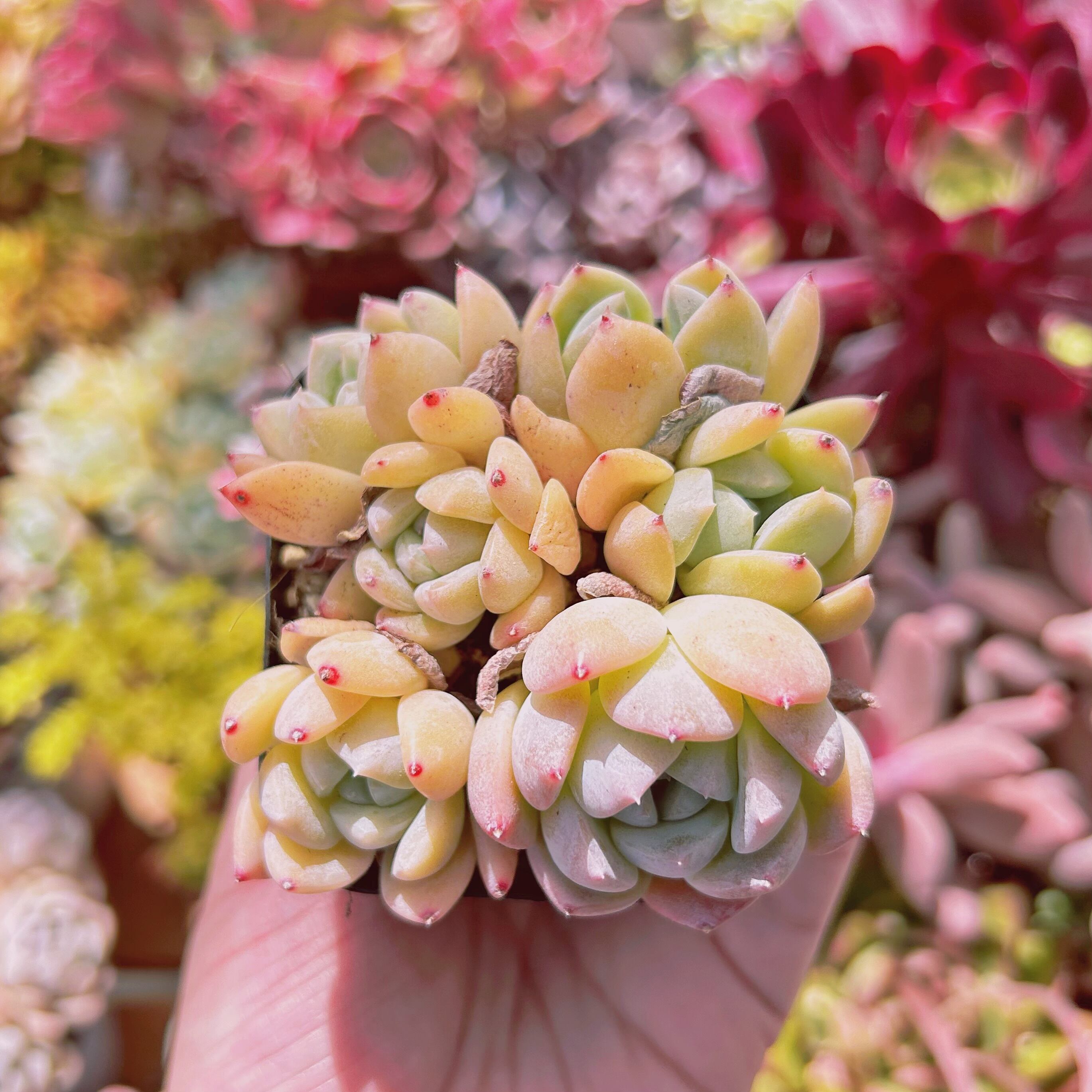 #341現物　多肉植物　厚夢