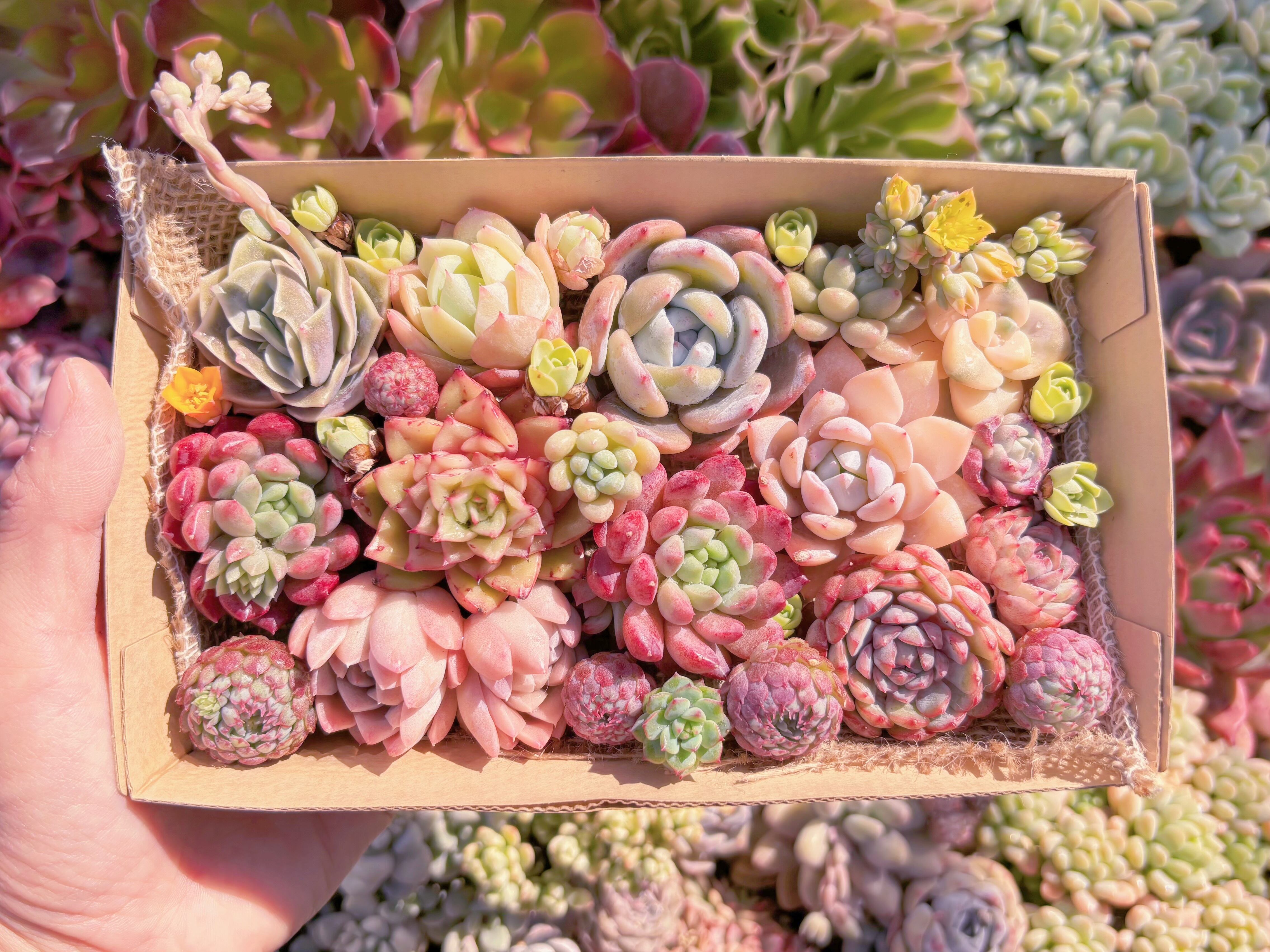 現品　寄せ植えセット#568　12cmx20cm　るる農園