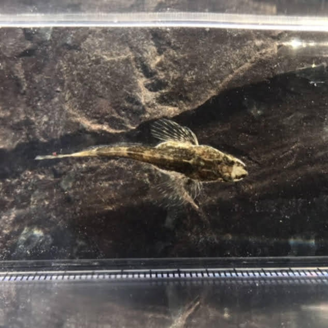 (淡水魚)ヤマノカミ 4cm±(1匹)【生体】