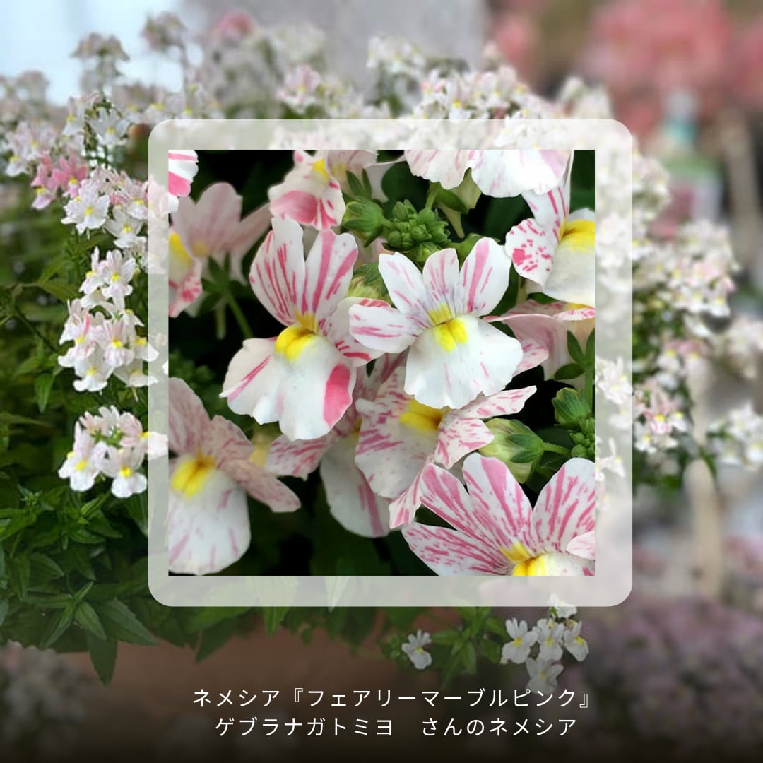 ユッカ アロイフォリア斑入り ユッカアロイフォリア 斑入り 60cm