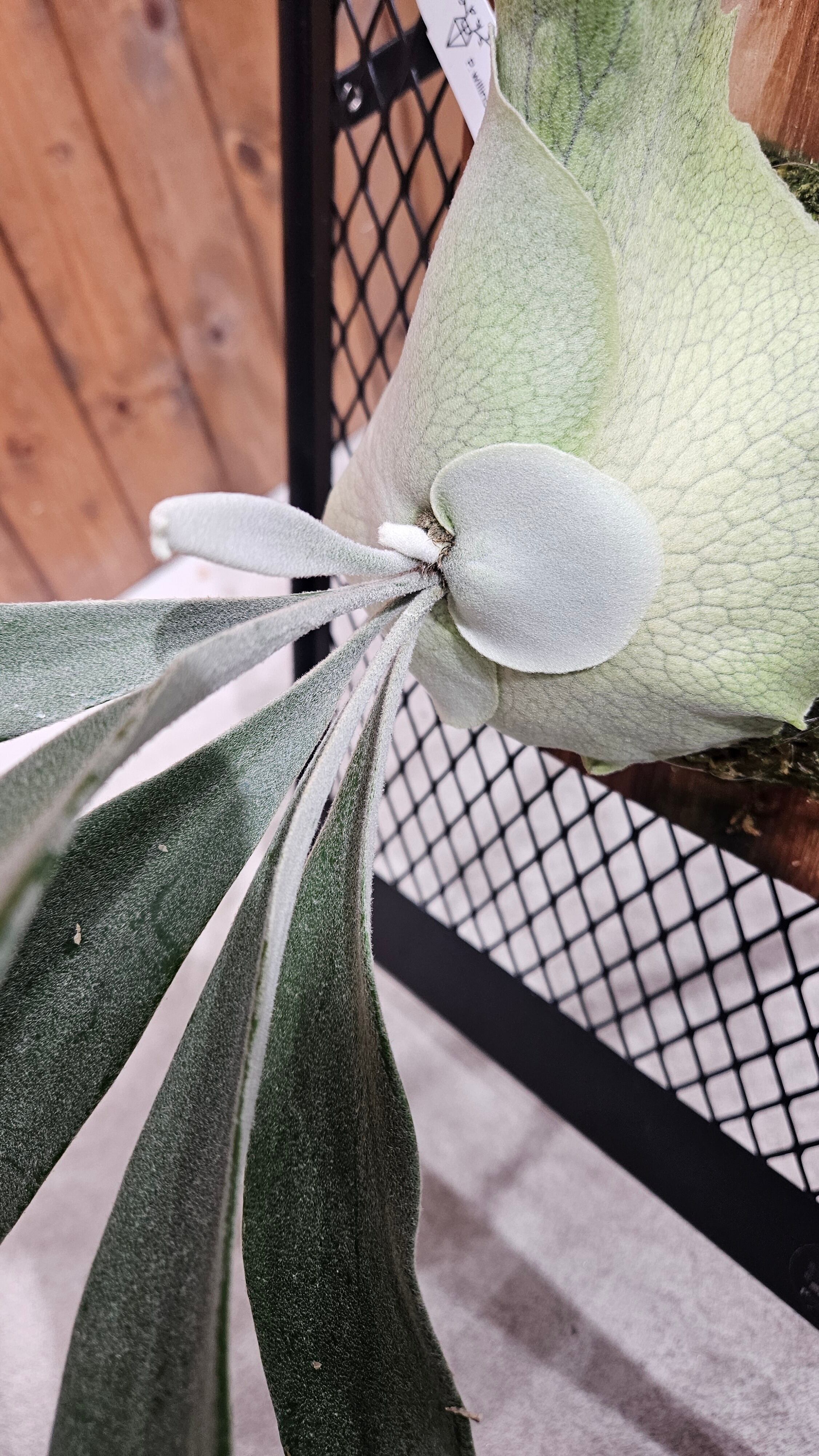 P.willinckii 'Copper will', P.willinckii 'Priest' 【artPLANTs