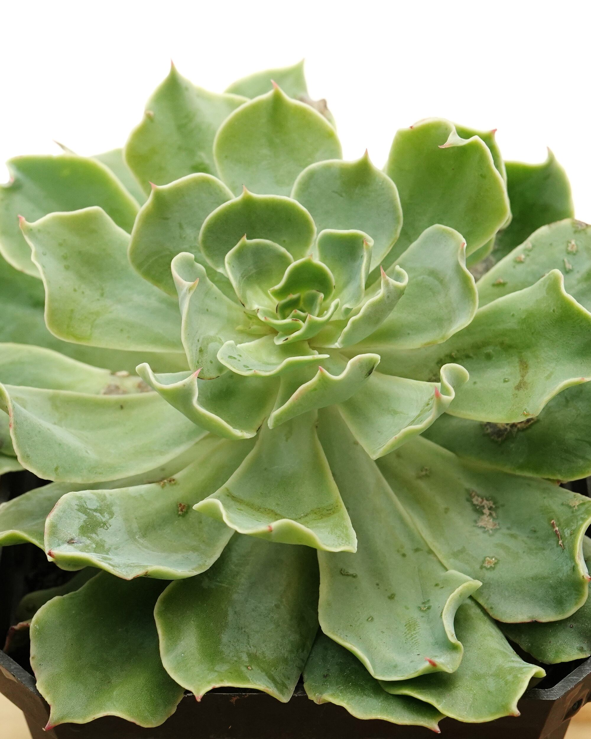 発根済カット苗 ツナミ Echeveria 'Tsunami' | PUKUBOOK SUCCULENTS