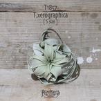 【送料無料】キセログラフィカ S〔エアプランツ〕現品発送T1857