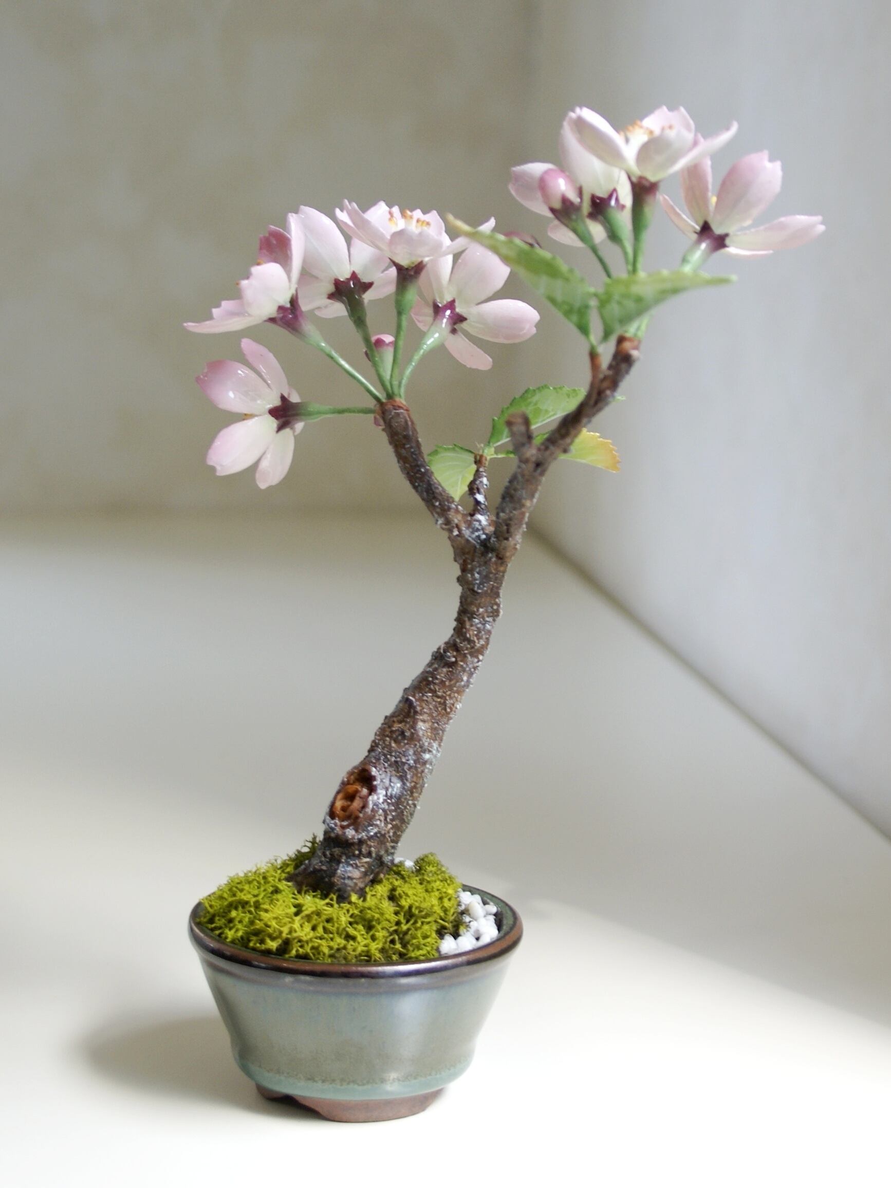 ブリリアントフラワー ロウの花 桜盆栽 Artquick ブリリアントフラワー ロウの花 桜盆栽 Artquick