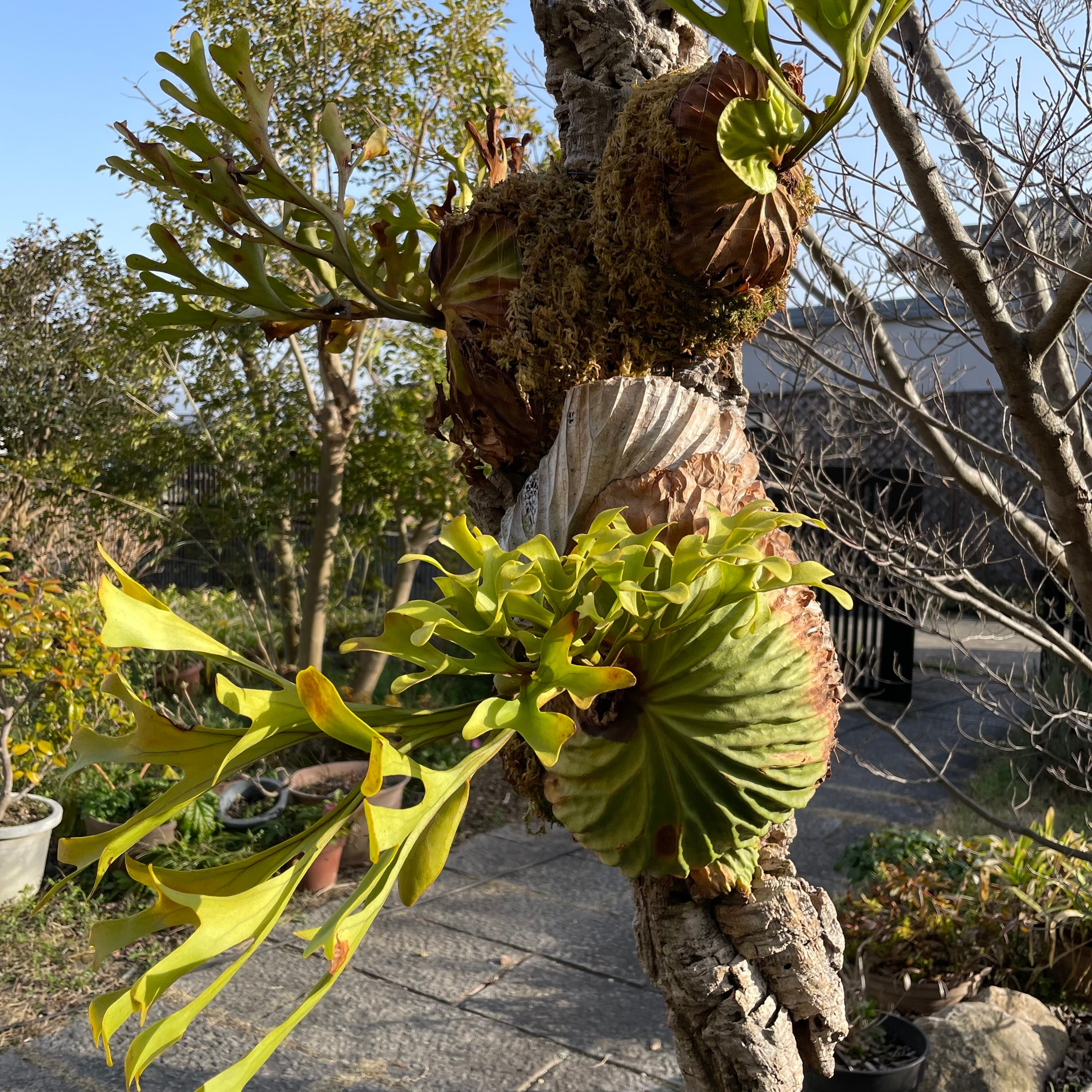 P.ridleyi wild three head | naturefix