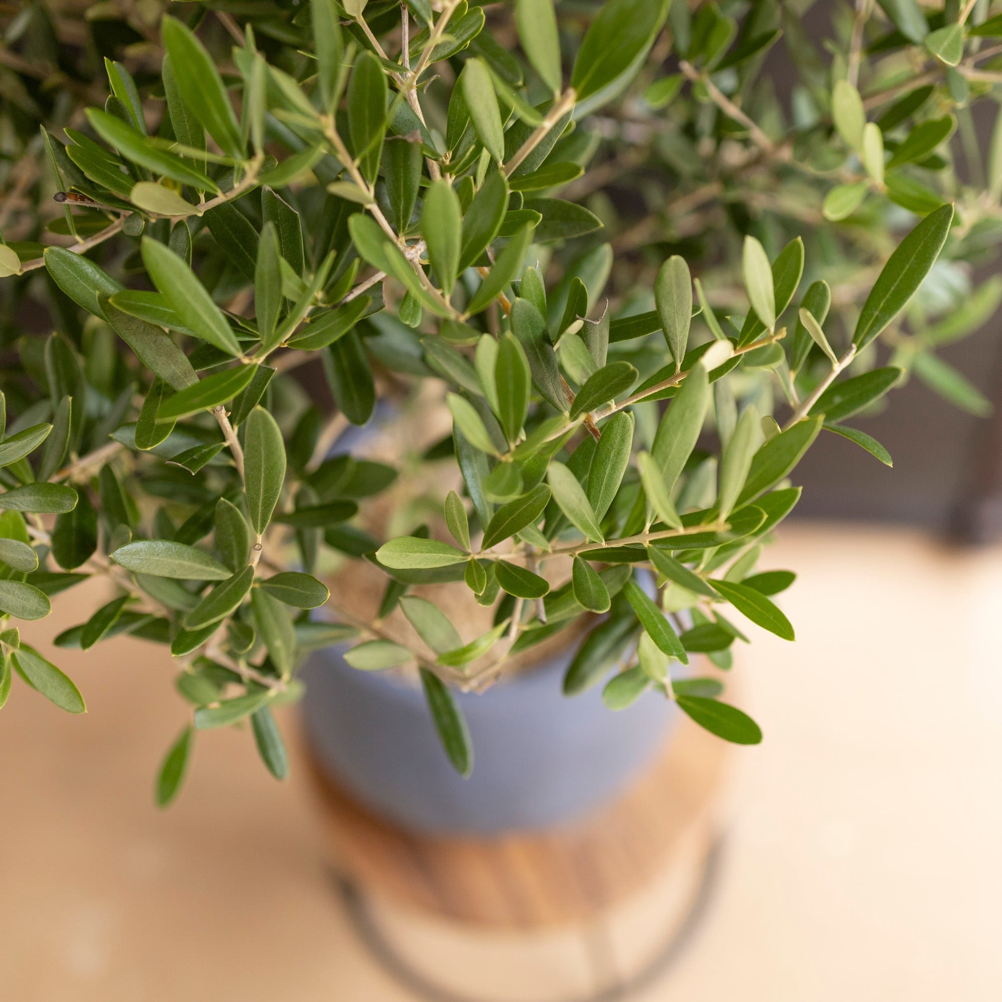 オリーミー シプレッシーノ×ネバディロブランコ 創樹 オリーブの木 オリーブの木 Oli-me オリーミー ネバディロブランコ