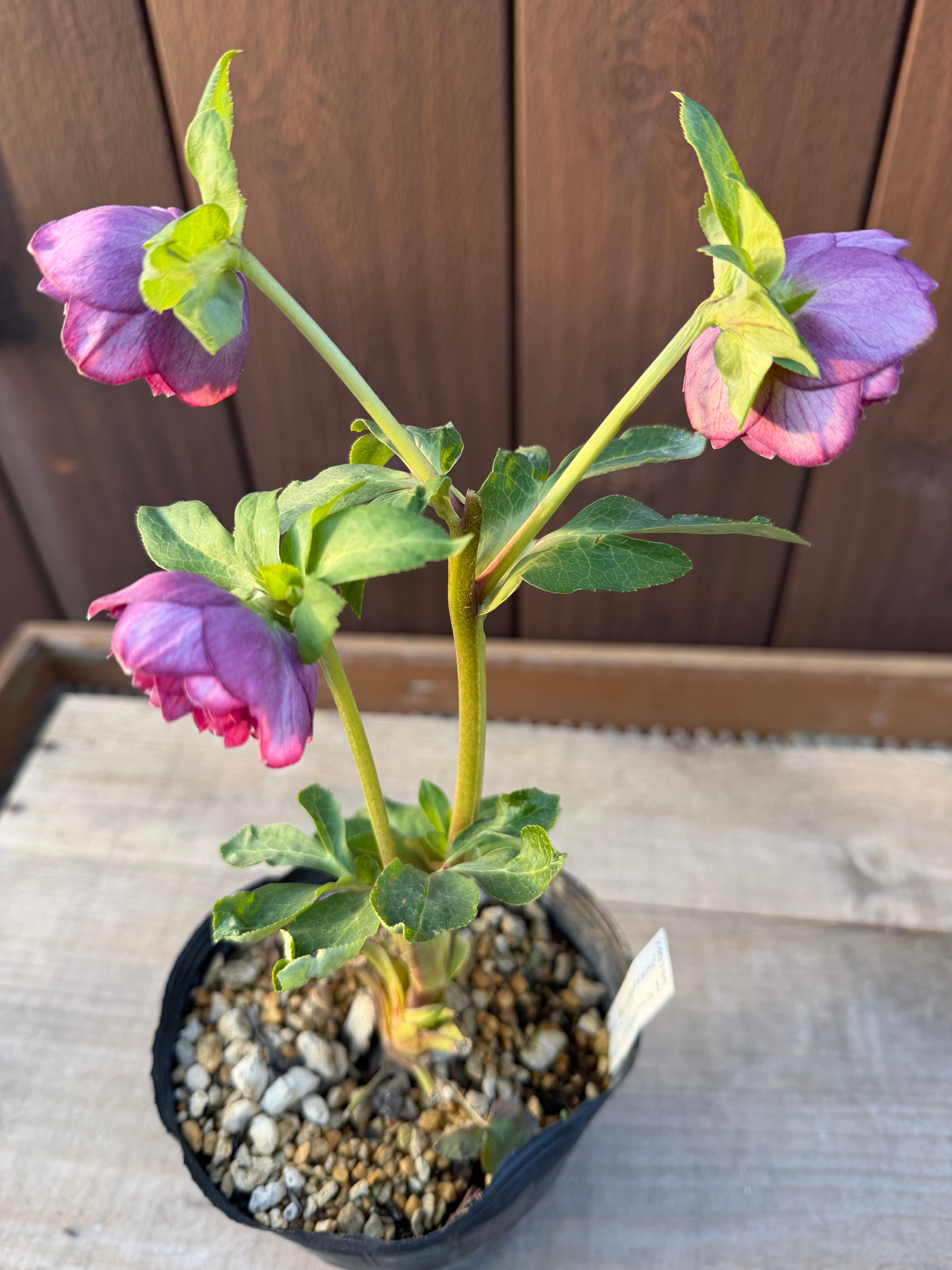 アンティークアフロディーテ系多弁パープル 加藤農園 クリスマスローズ