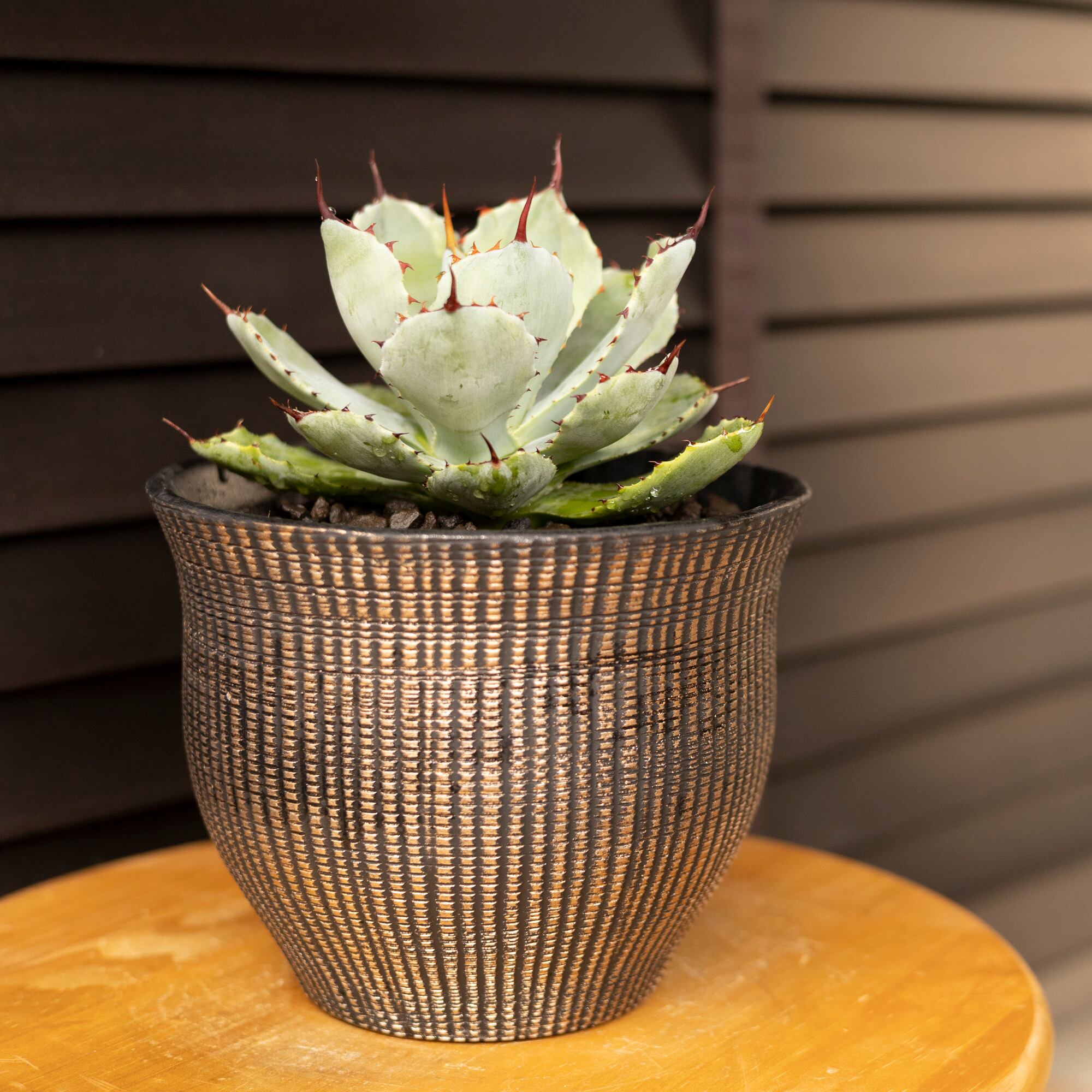 発根済】アガベ 吉祥冠 親株 agave 多肉植物 塊根植物 コーデックス