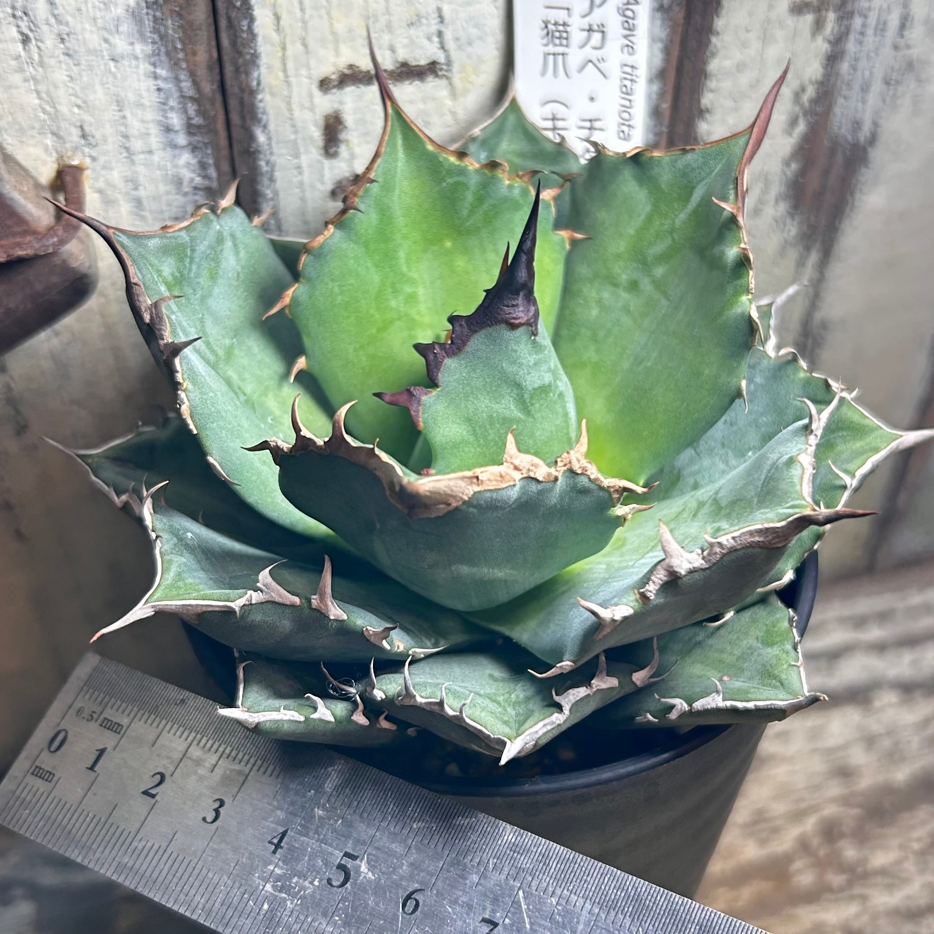アガベ　猫爪　大株 趣 agave titanota wide(猫爪)① | カトーエンゲー