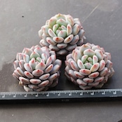 カット苗 モンロースター Echeveria 'Monroe Stars'