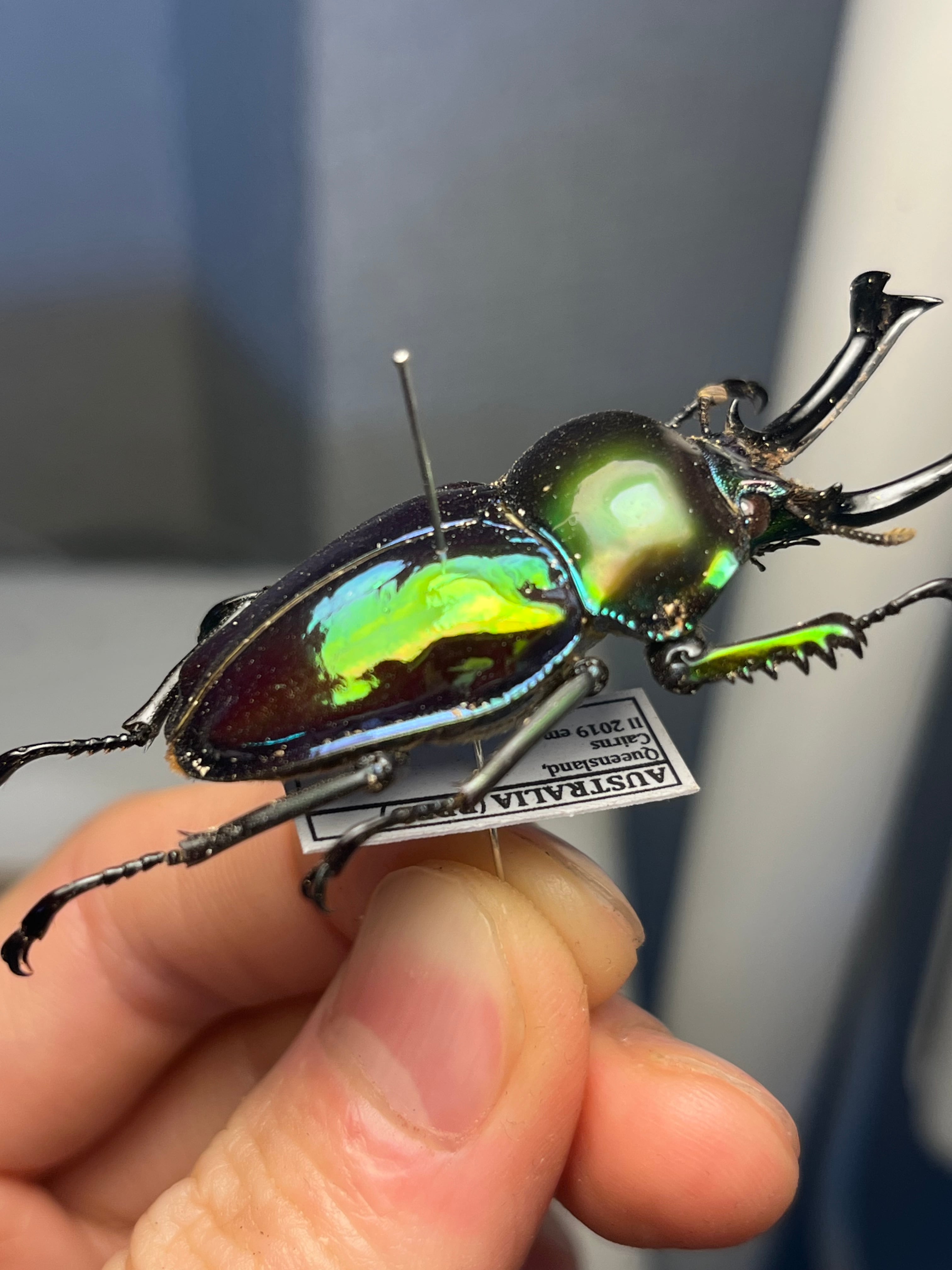 【標本】ニジイロクワガタ オウゴンオニクワガタ ピカール血統 エラフスホソアカ 標本】ニジイロクワガタ オウゴンオニクワガタ ピカール血統 エラフス