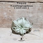 【送料無料】キセログラフィカ mini〔エアプランツ〕現品発送T0979