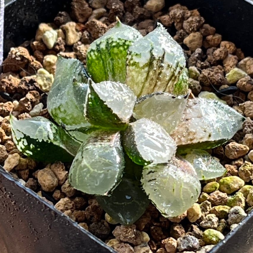 ハオルチア 月光女神(微発根）⑦ | mocono_plants