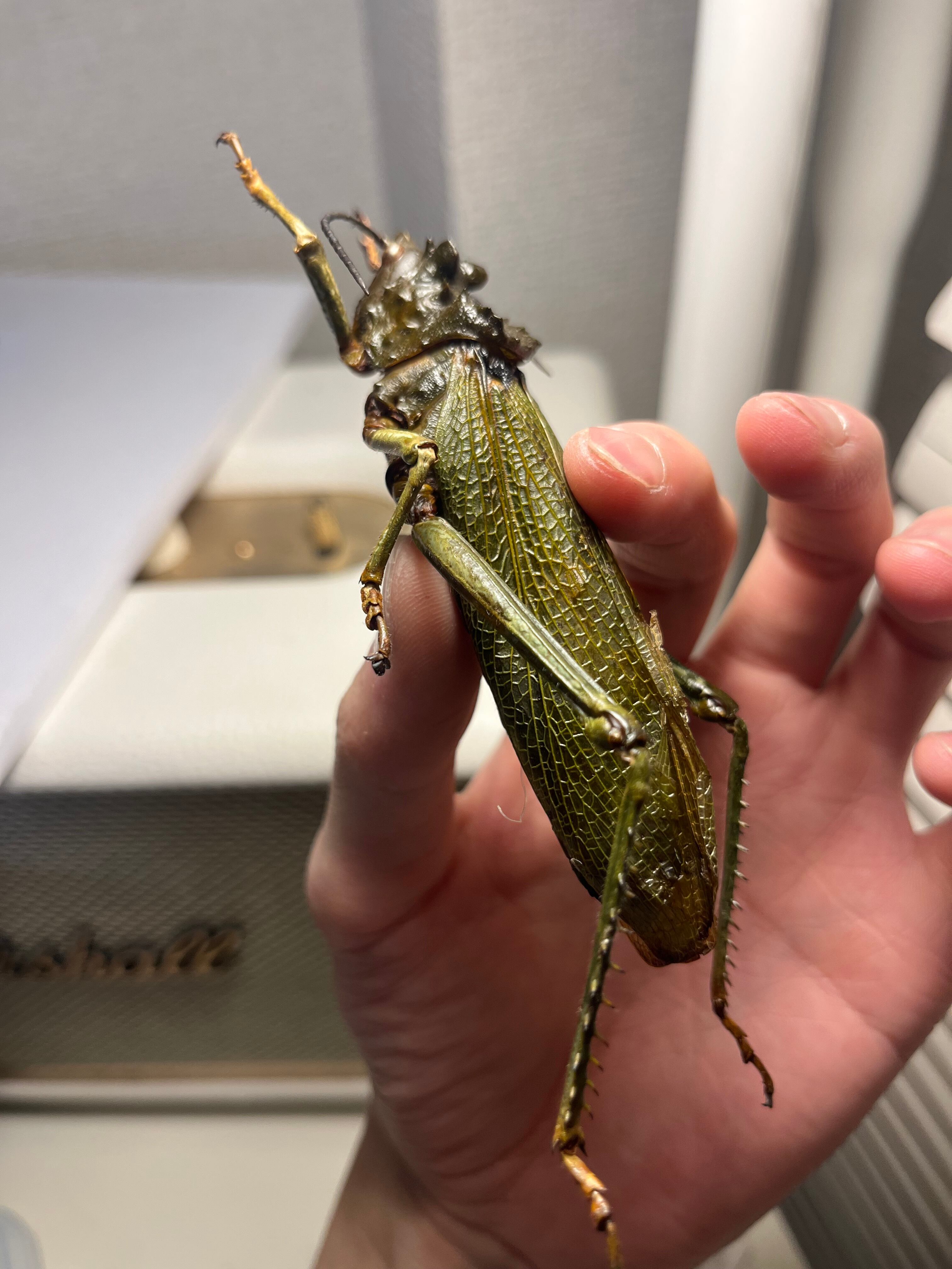イビルジョーのようなバッタ 標本直翅類 カマキリ マンティス ナナフシコノハムシ イビルジョーのようなバッタ 標本直翅類 カマキリ マンティス ナナフシ