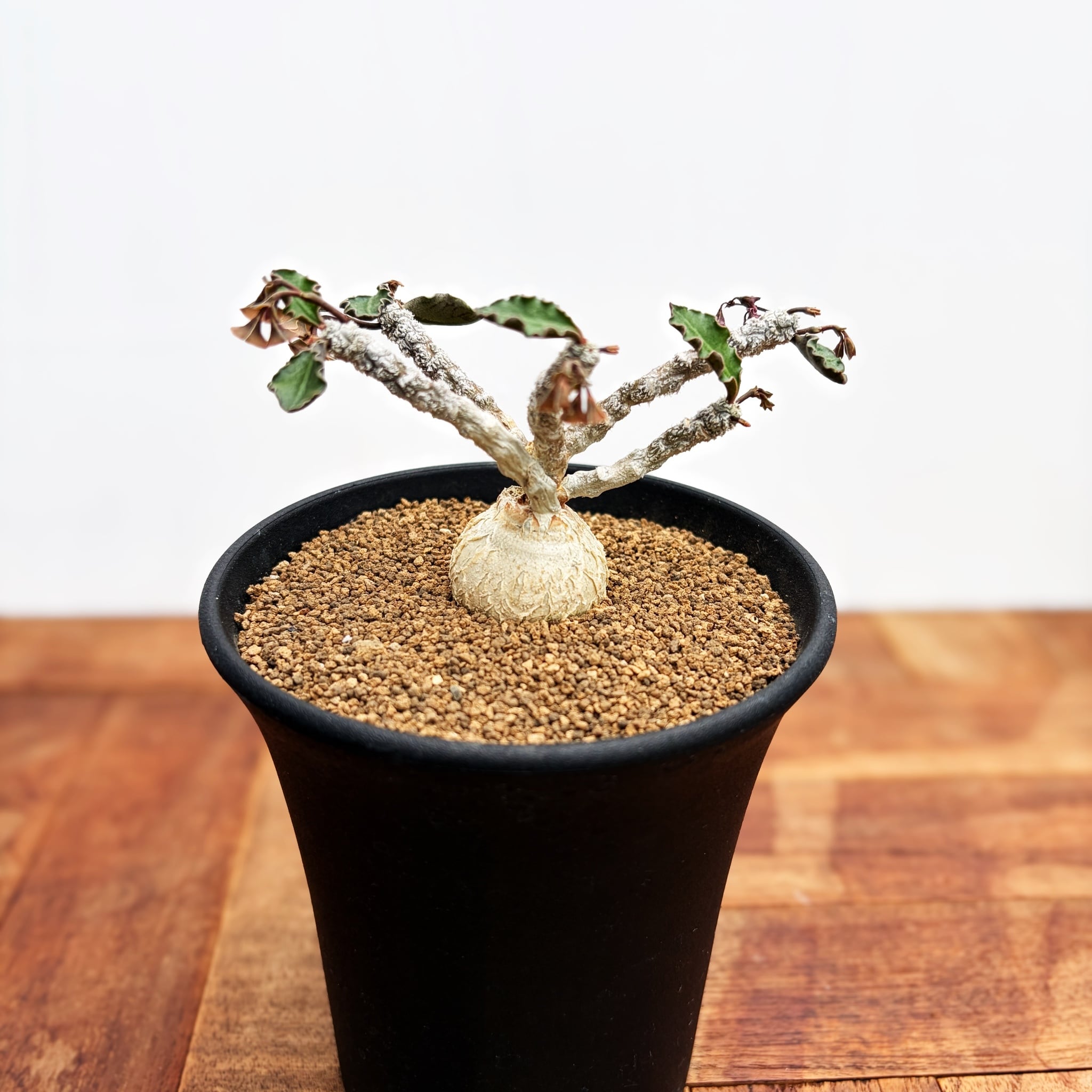 Euphorbia spannringii【ユーフォルビア・スパンリンギー(フィッシュ