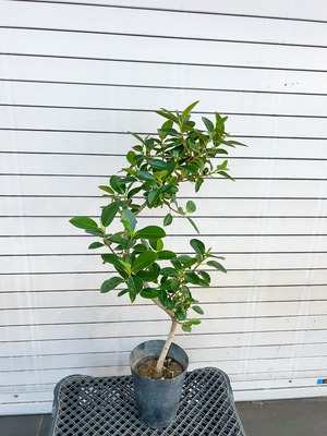 フランスゴムの木 数ある螺旋曲げの中でもかなりの上等品です。高さ80cm