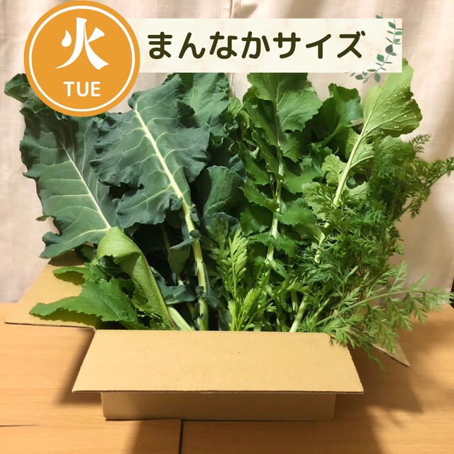 【11月3日（火）21時より受付開始】＜火曜日に収穫・発送＞【まんなかサイズ】季節のお野菜セット