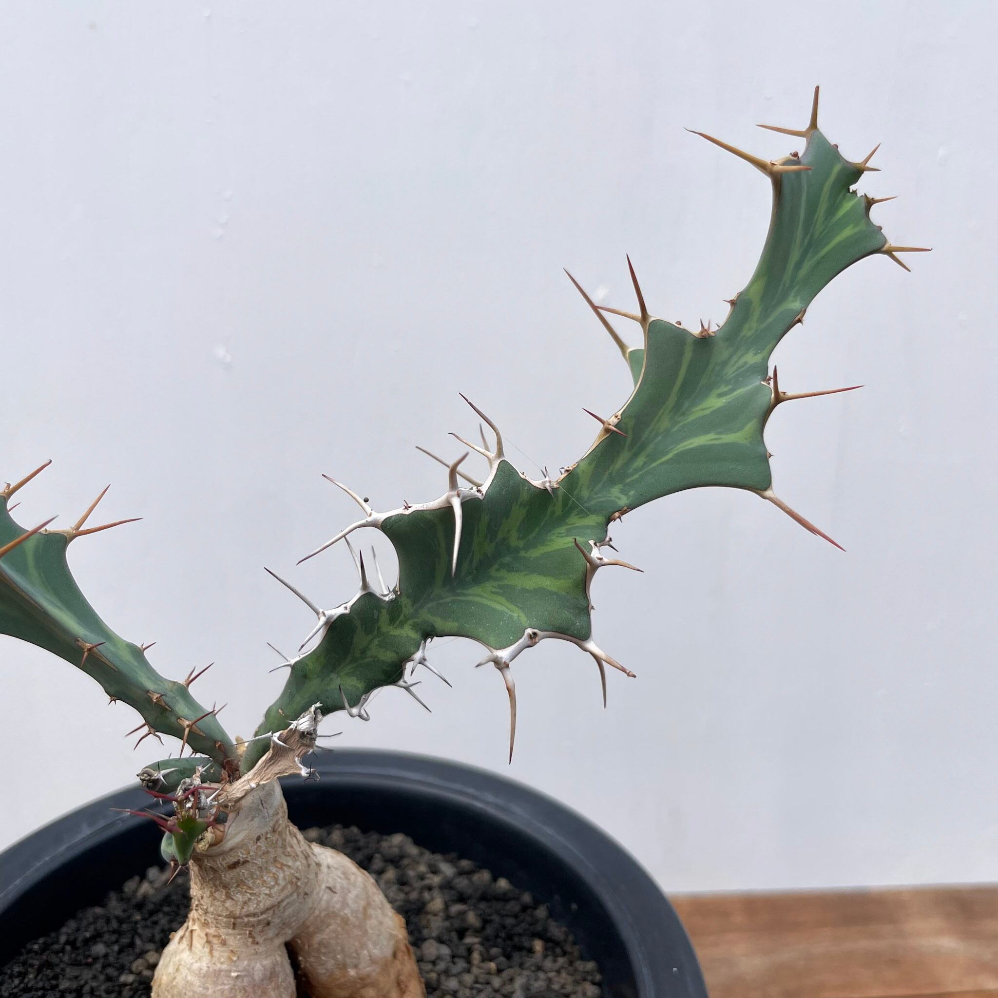 稀少 ユーフォルビアブルアナ　鉢付 Euphorbia buruana【ユーフォルビア・ブルアナ】 | RIMO'S GREEN