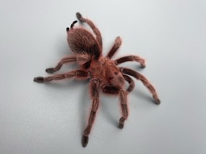 ローズヘアー　レッドフォーム♀　Grammostola rosea  LS 6cm前後