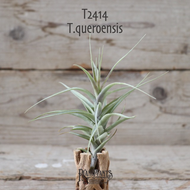 【送料無料】 クエロエンシス M〔エアプランツ〕現品発送T0966