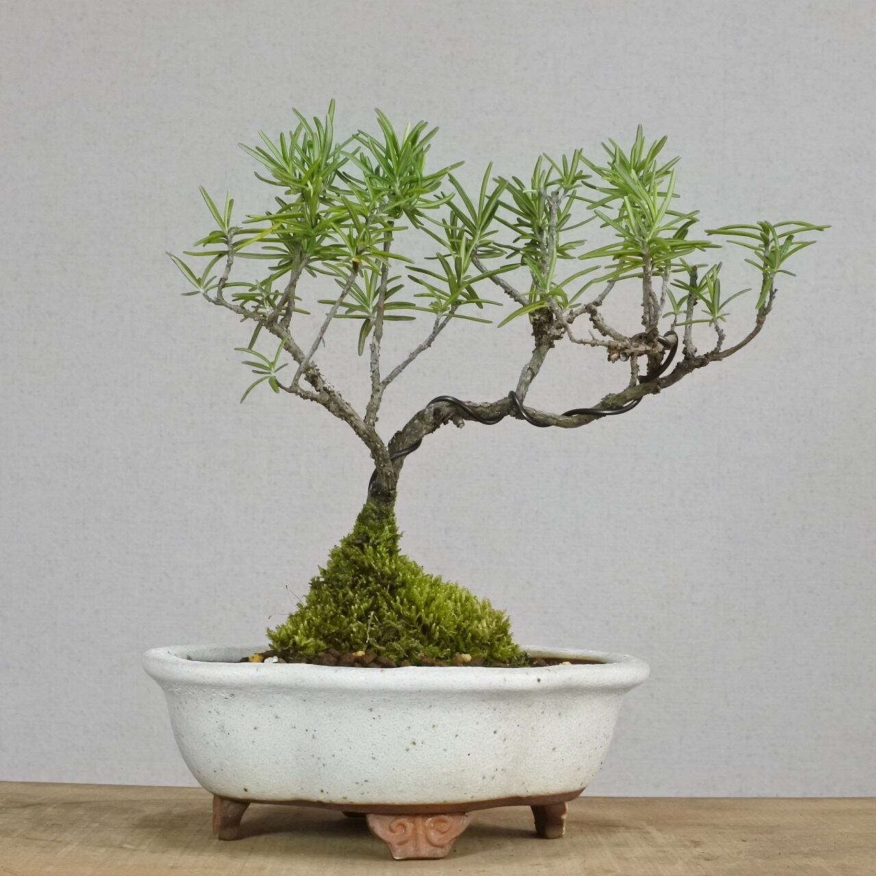 ハーブ ローズマリー 立性 R19 Bonsai 鉄と山