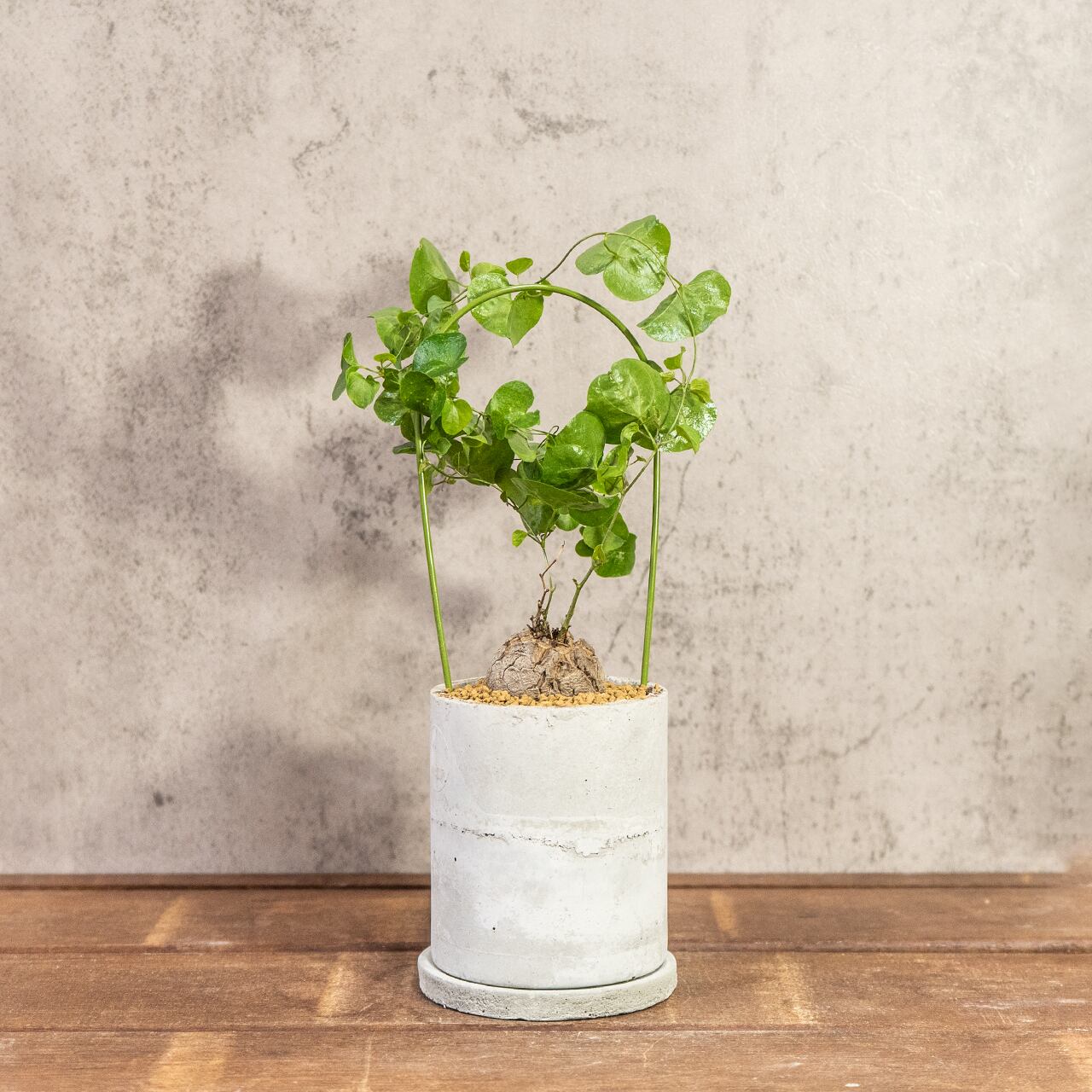 アフリカ亀甲竜｜成長とともに亀甲模様が浮き出る人気コーデックス／可愛い小さめ塊根【手作りモルタル鉢】