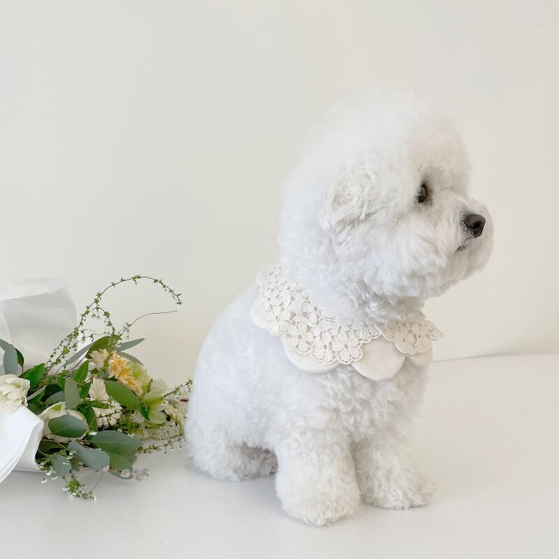 〈予約アイテム〉EYOU ケープ / White day cape (Flower)