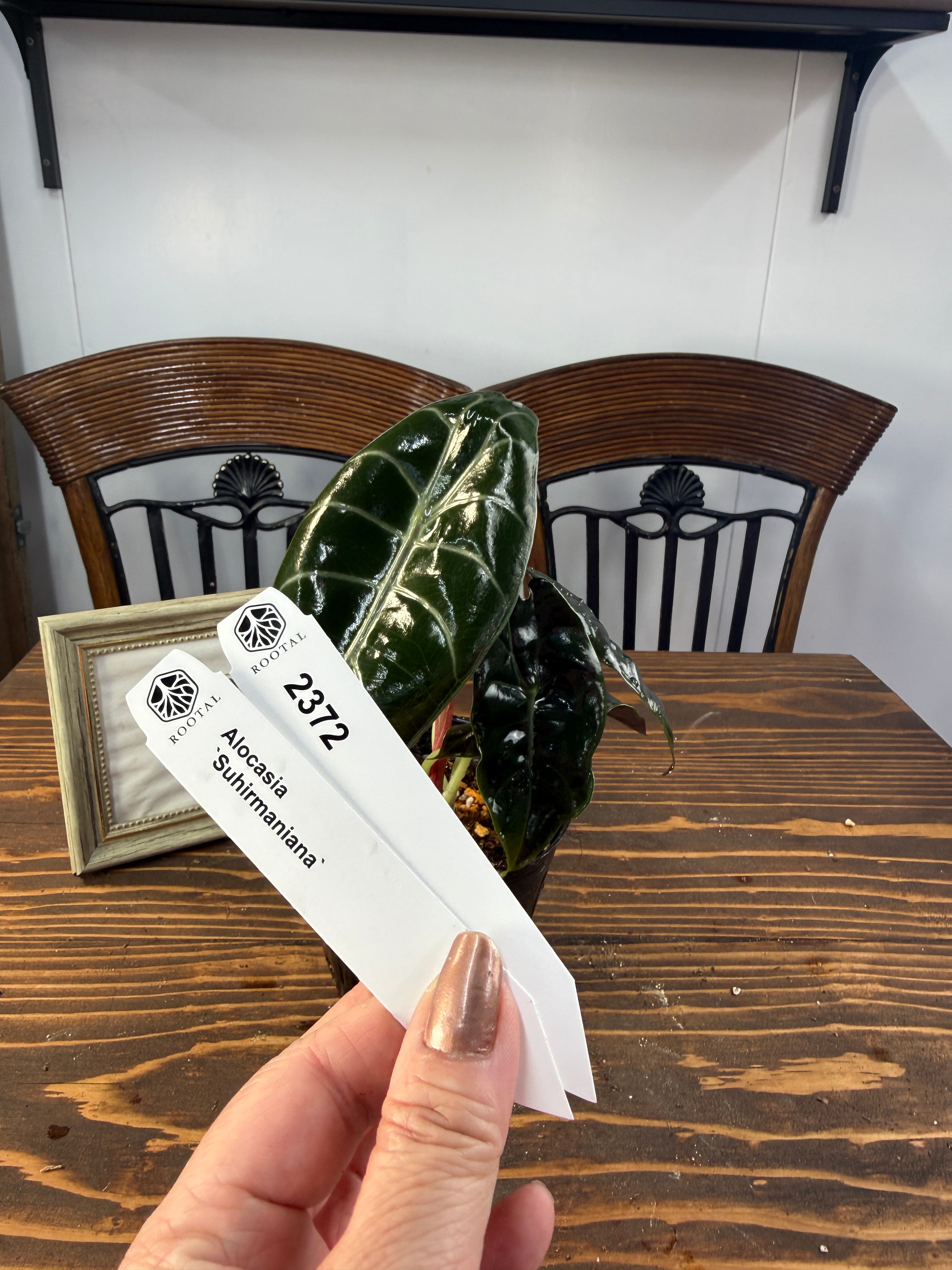 ★2372【渋く輝くハート型】アロカシア スーヒルマニアナ(3.5号ポット)