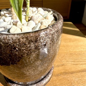 ドラセナ・ソング・オブ・インディア