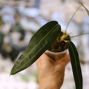 Anthurium wendlingeri⑤ / アンスリウム・ウェンドリンゲリ│観葉植物