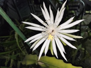 Epiphyllum hookeri　鉢直径１１．５cm　吊り鉢