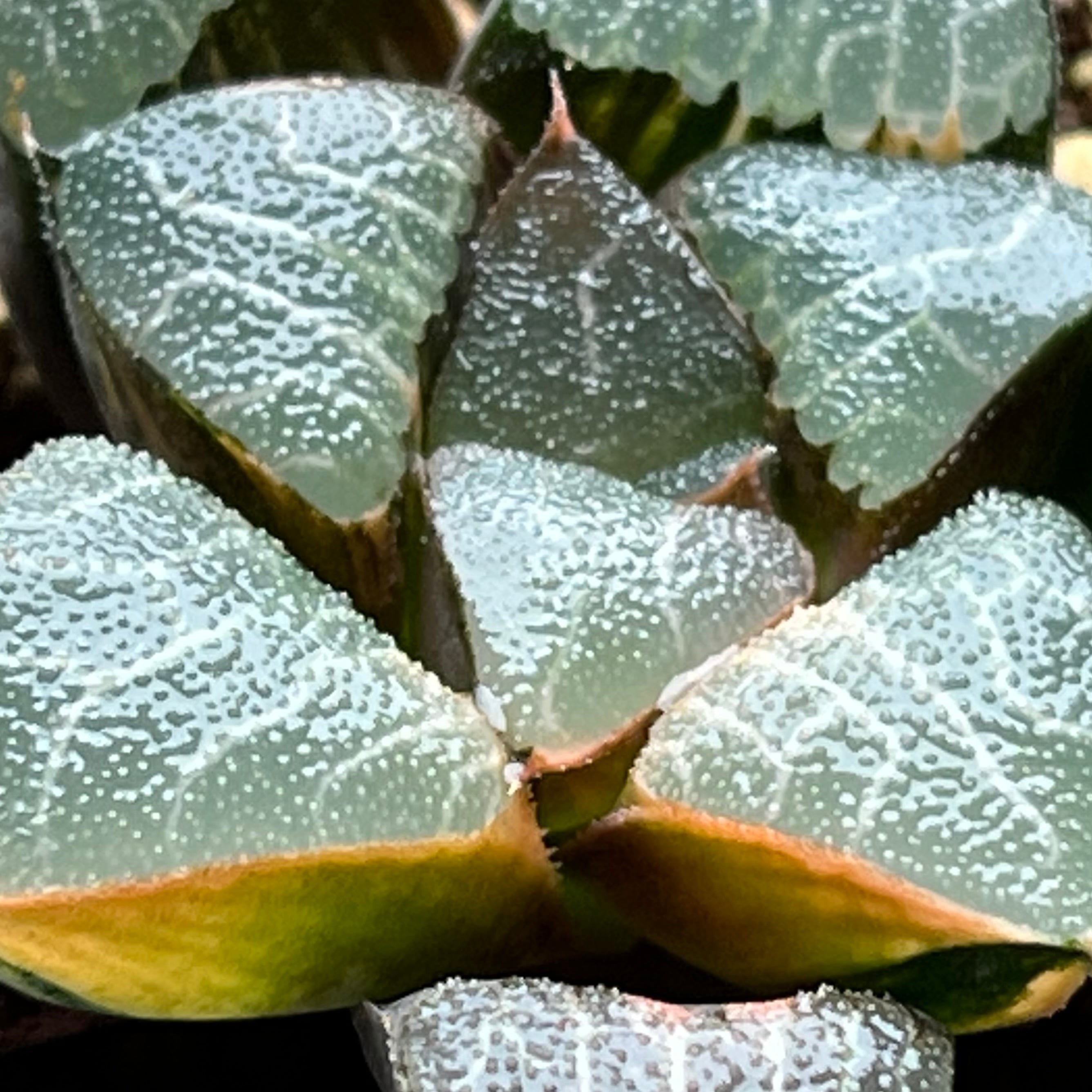 コレクタ錦　実生　ハオルチア ハオルチア スーパーコレクタ錦 | mocono_plants