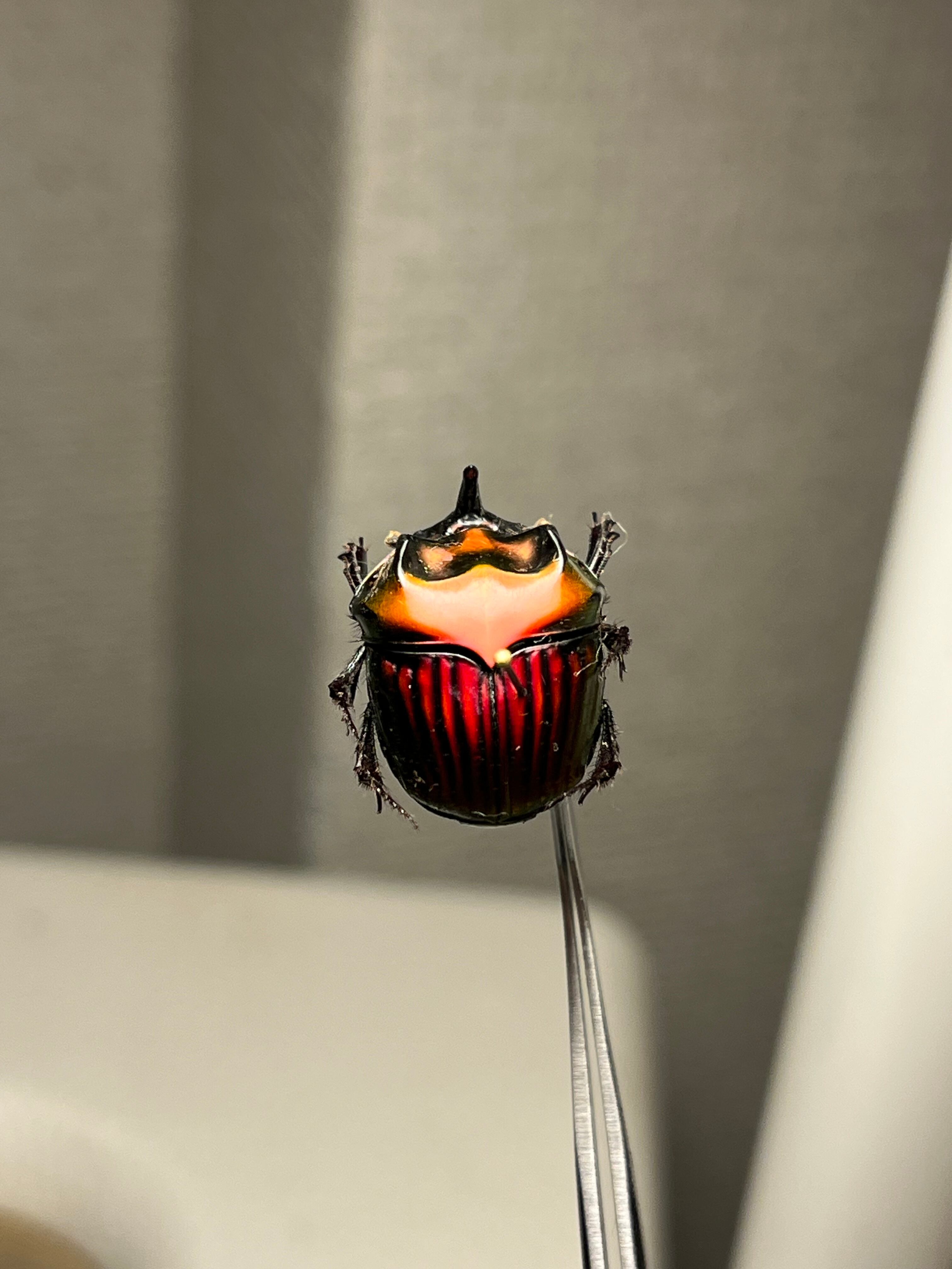 【極美真紅】アカツヤダイコクコガネ フンチュウ糞虫昆虫標本甲虫カミキリ 極美真紅】アカツヤダイコクコガネ フンチュウ糞虫昆虫標本甲虫