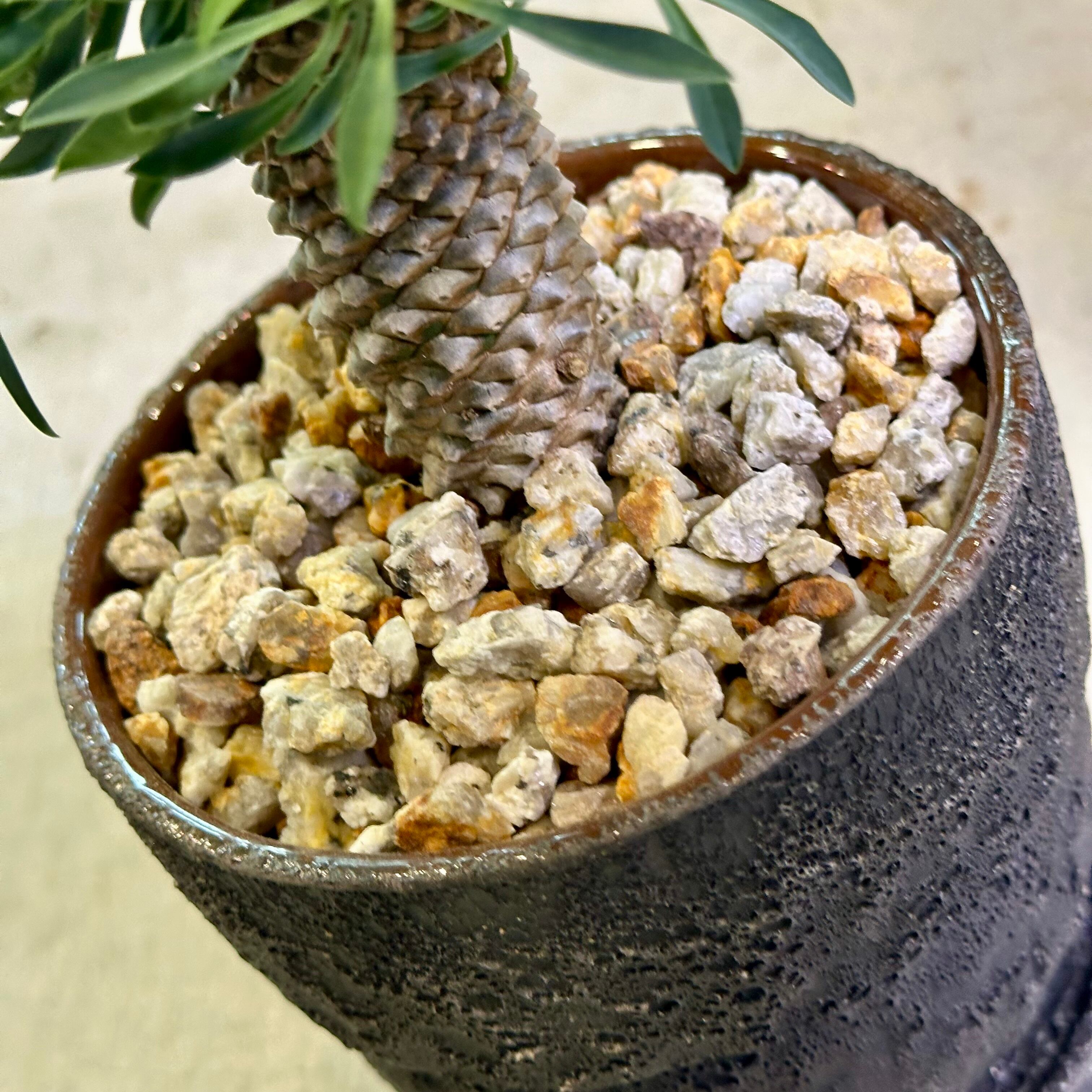 パイナップルコーン（ソテツキリン） | barrelplants_BONSAI