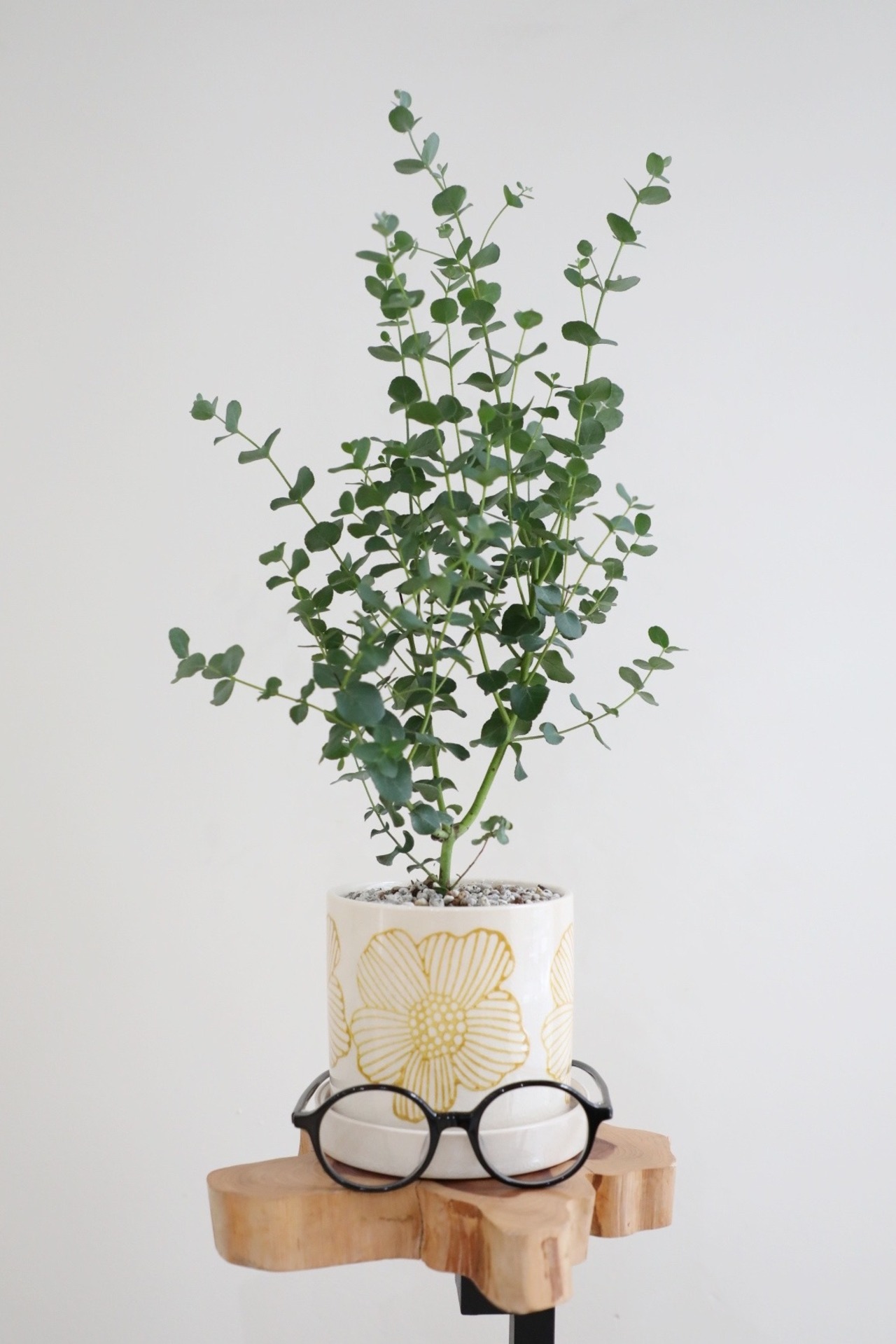 【S】ユーカリ シルバードロップ/Eucalyptus