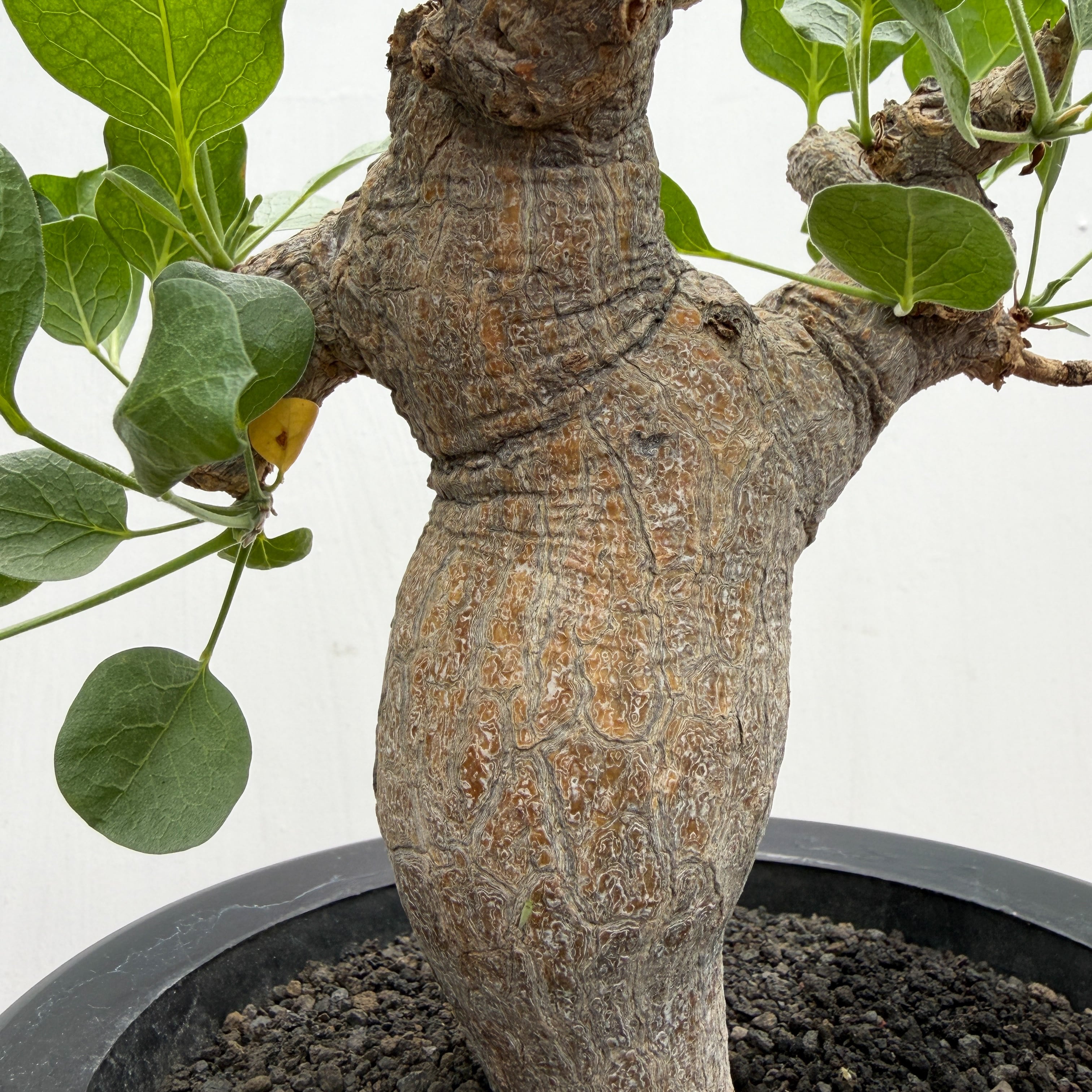 Commiphora drakebrockmanii【コミフォラ・ドレイクブロックマニー