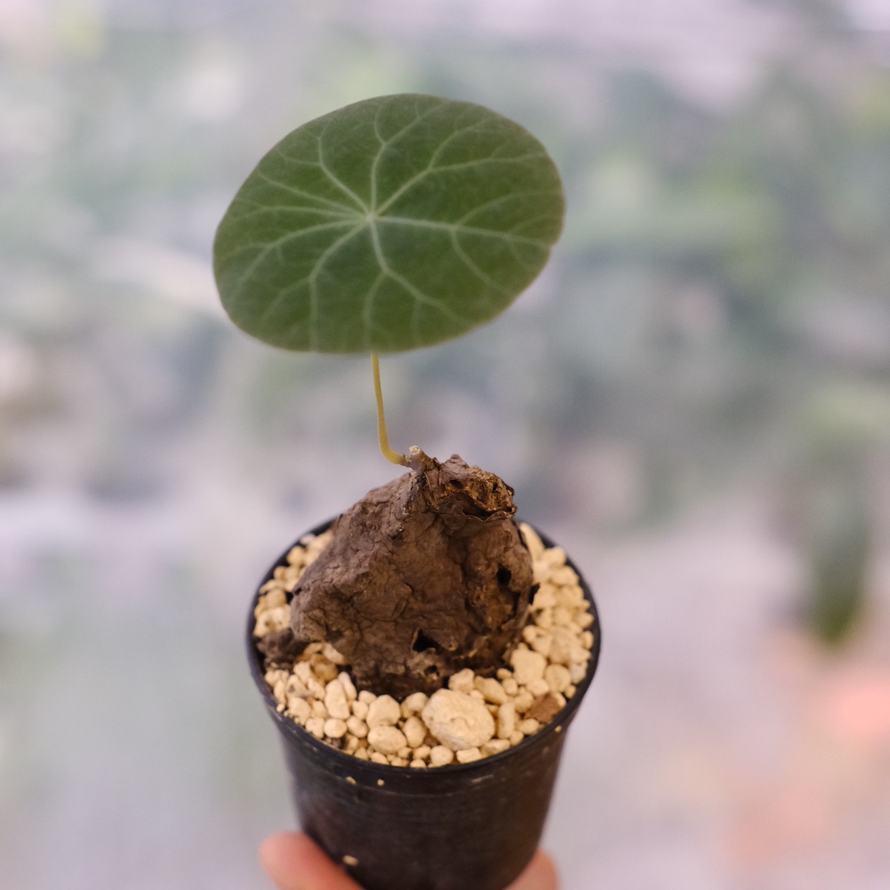 Stephania kaweesakii / ステファニア カウィーサキー⑨ / 観葉植物