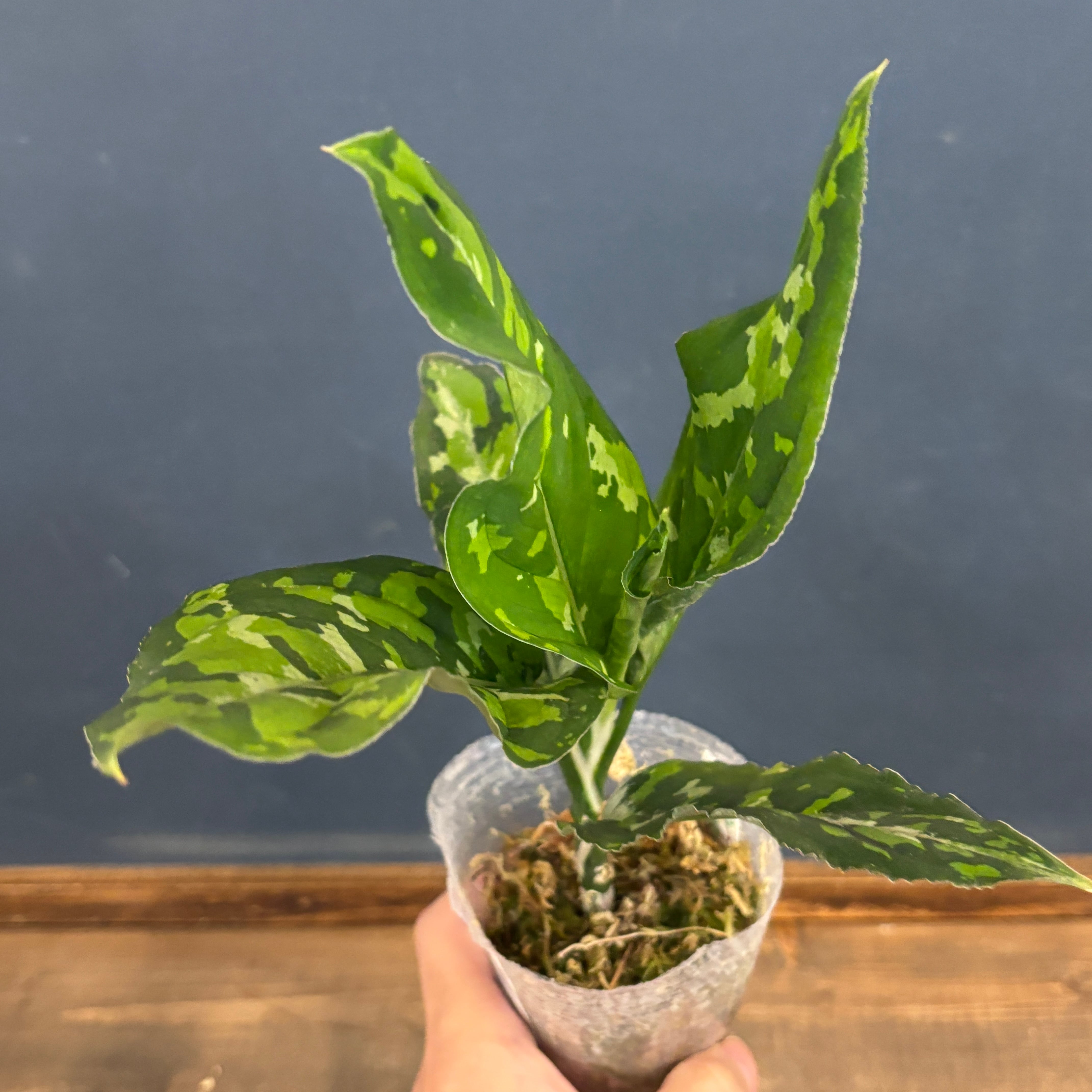 ビカクシダ ジュエル P. willinckii 'jewel' spore 板付け【627