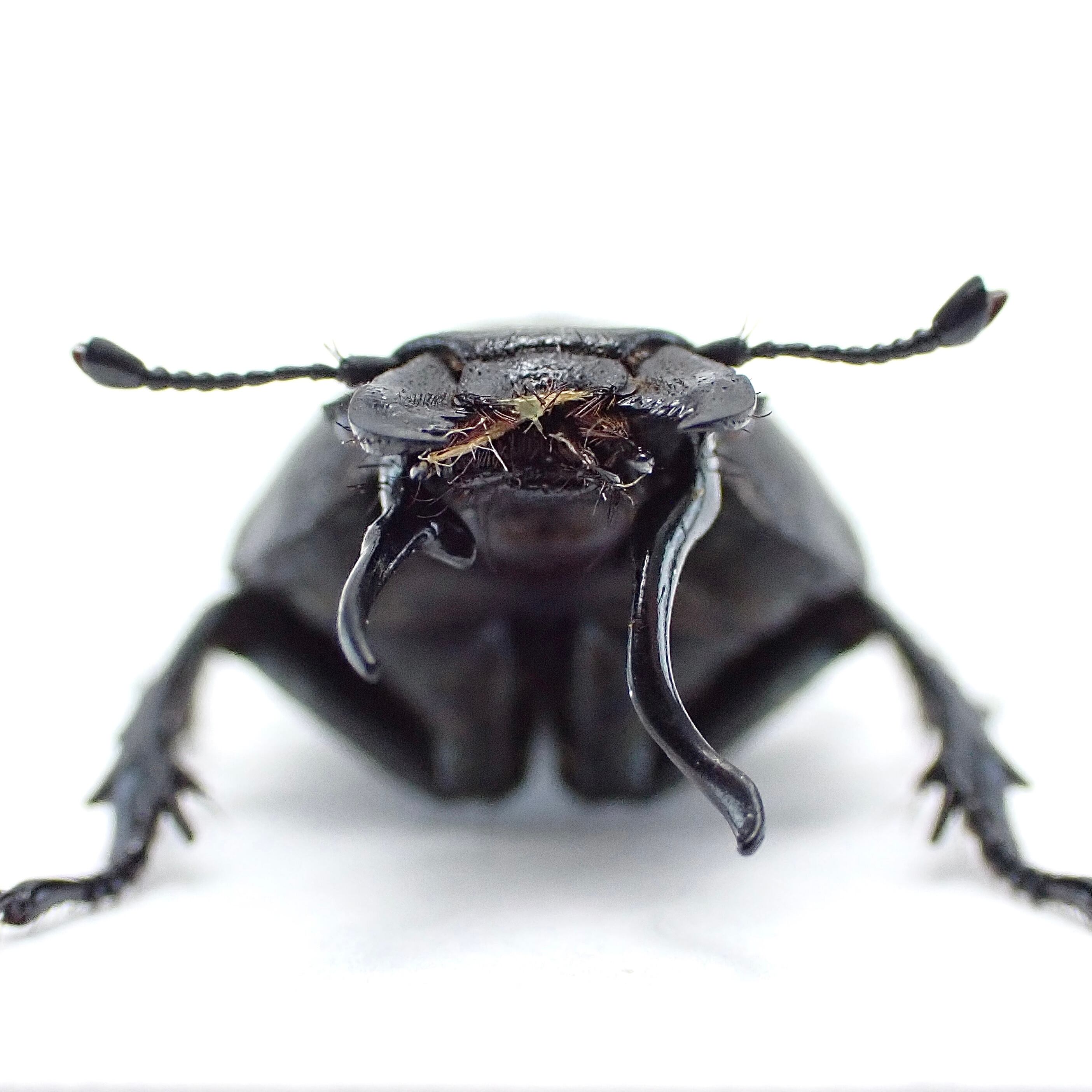タジキスタン産 Lethrus tenuidens ♂♀ 19mm/17mm | 昆虫標本 Diggers