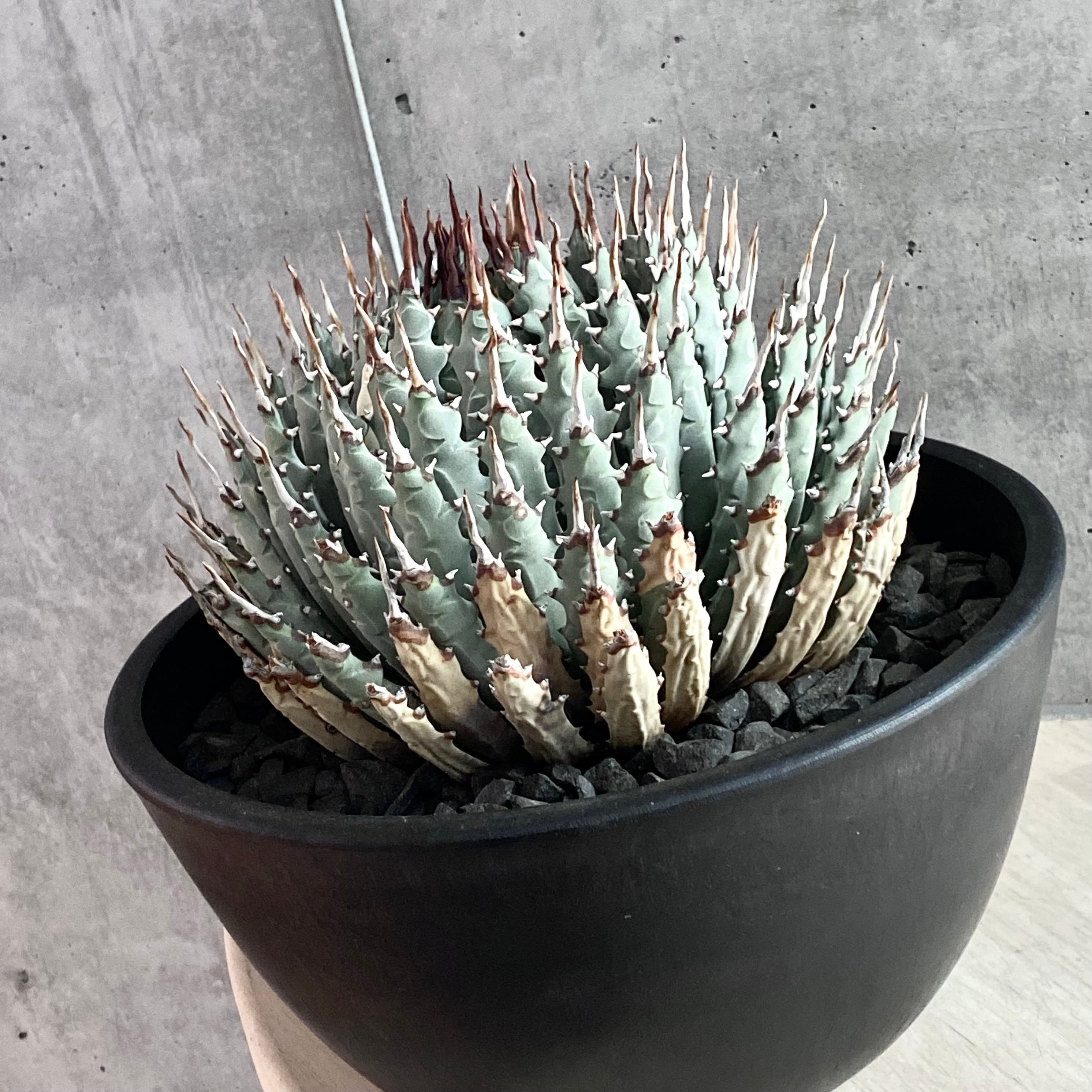 agave utahensis eborispina /アガベ ユタエンシス エボリスピナ ...