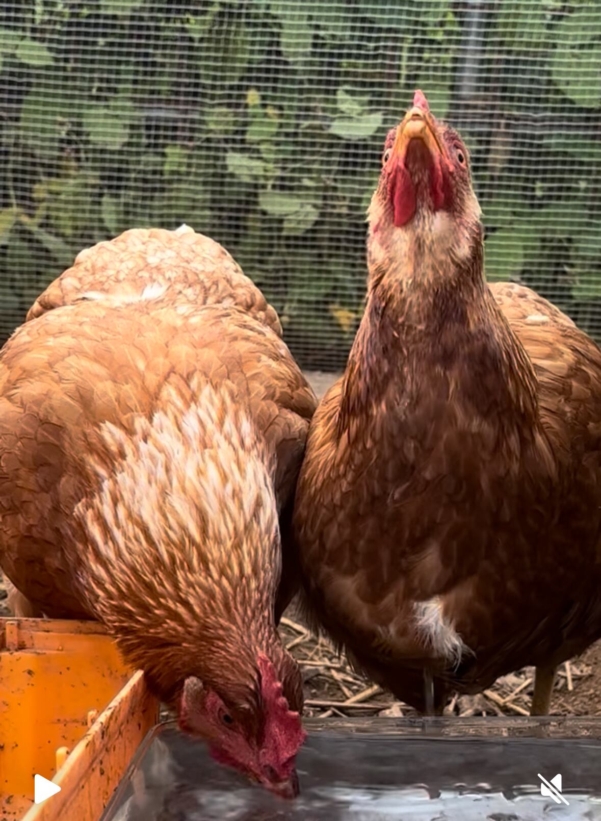 俺の平飼い卵 | ナノバブル水素水育ち | PAY ID