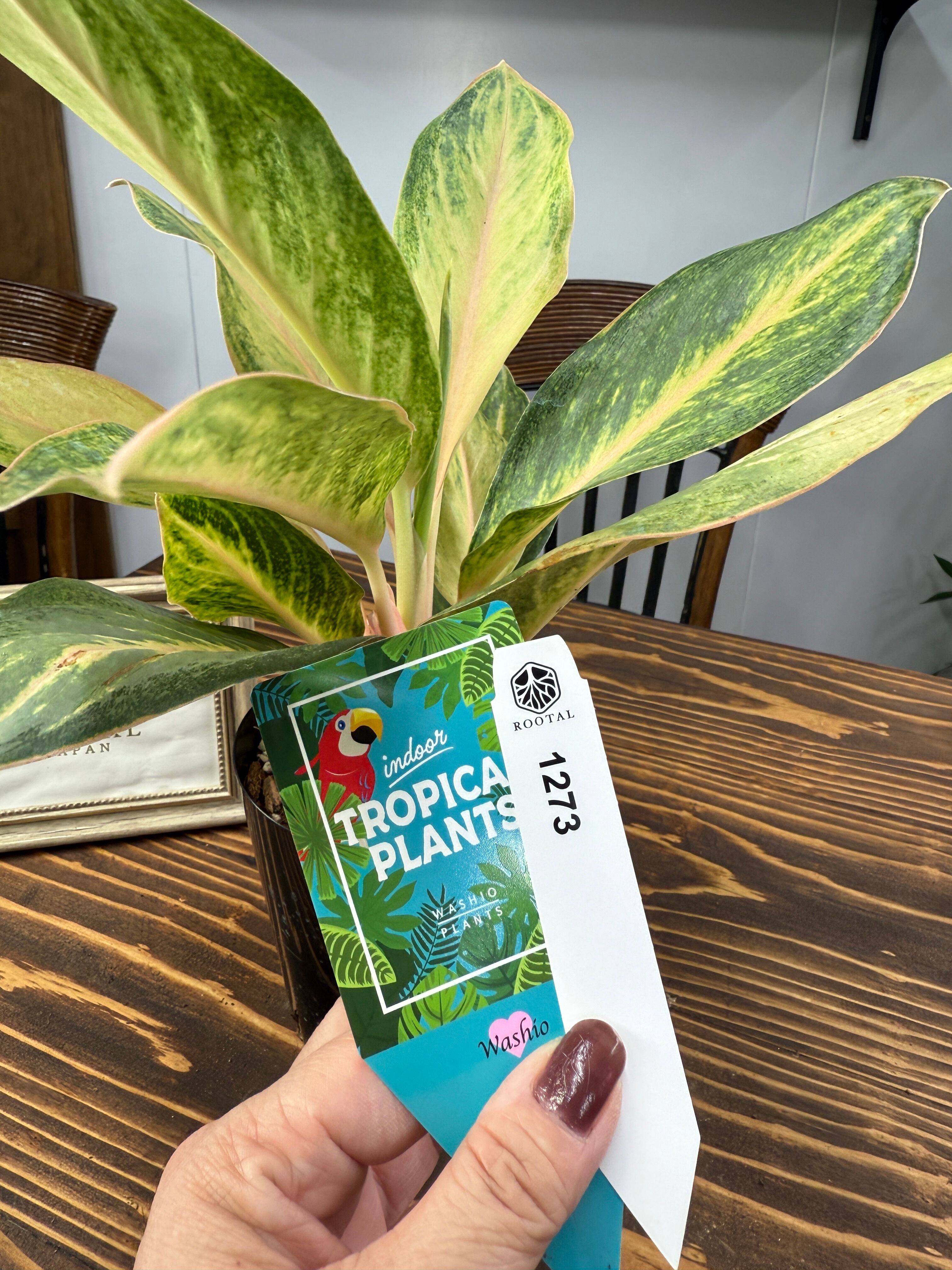 アグラオネマ | ROOTALPLANTS