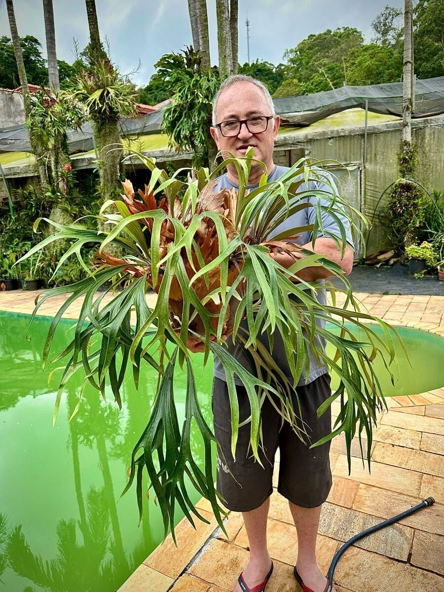 Platycerium_ビカクシダ | vandaka plants