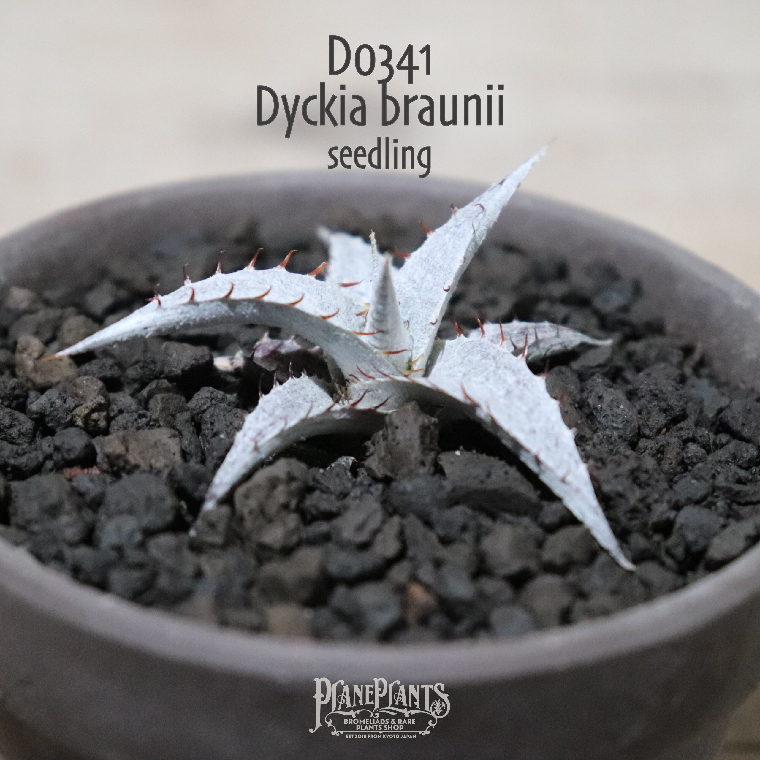 reserved】braunii seedling〔ディッキア〕現品発送D0341 | plane plants